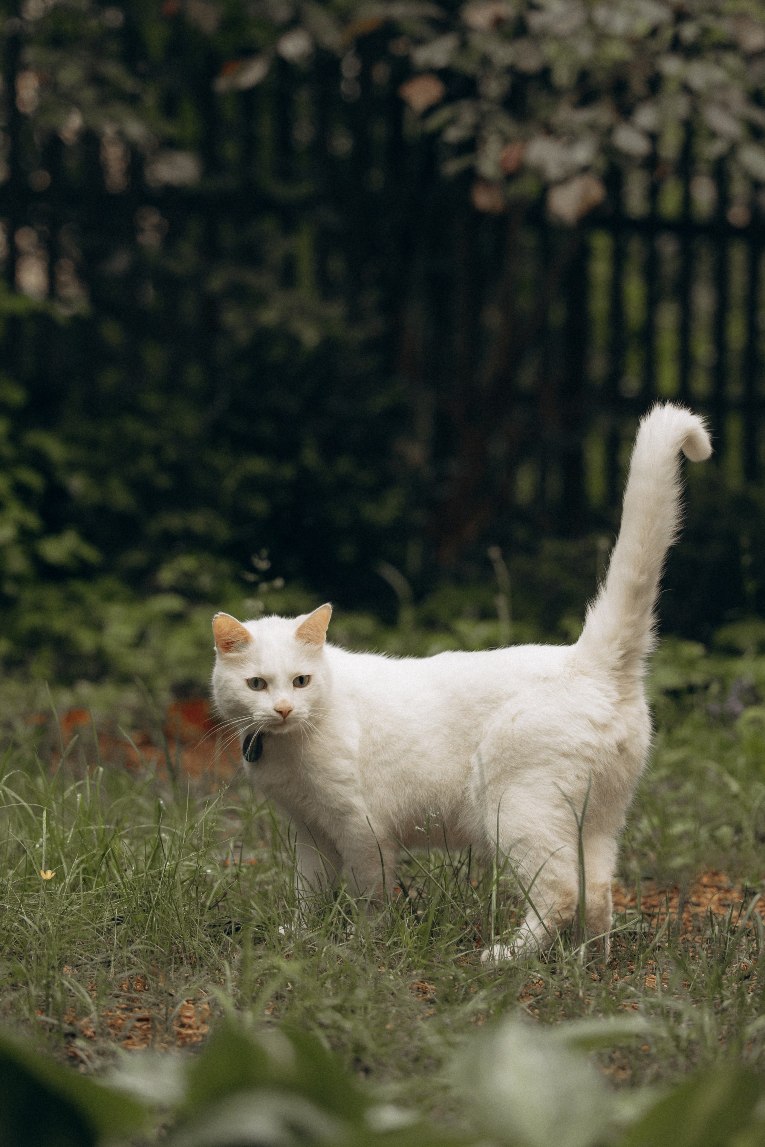 Настасья и кот Шалфей. Фотограф анималист в Казани Алина Сулейманова. Фотограф животных