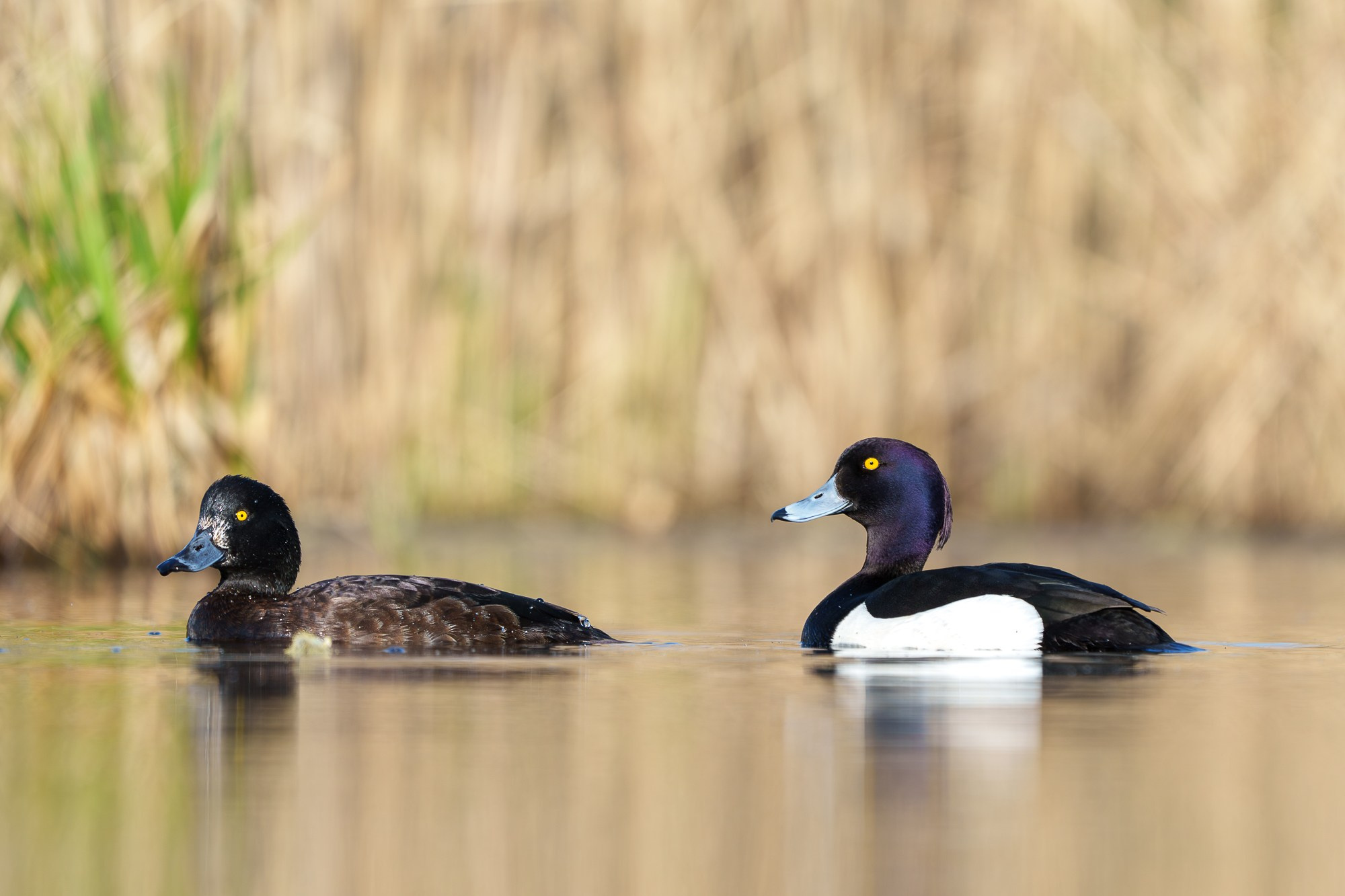 Удивительные мир птиц. Вокруг нас столько прекрасного — присмотритесь!. Ваш личный фотограф Марина Волкова