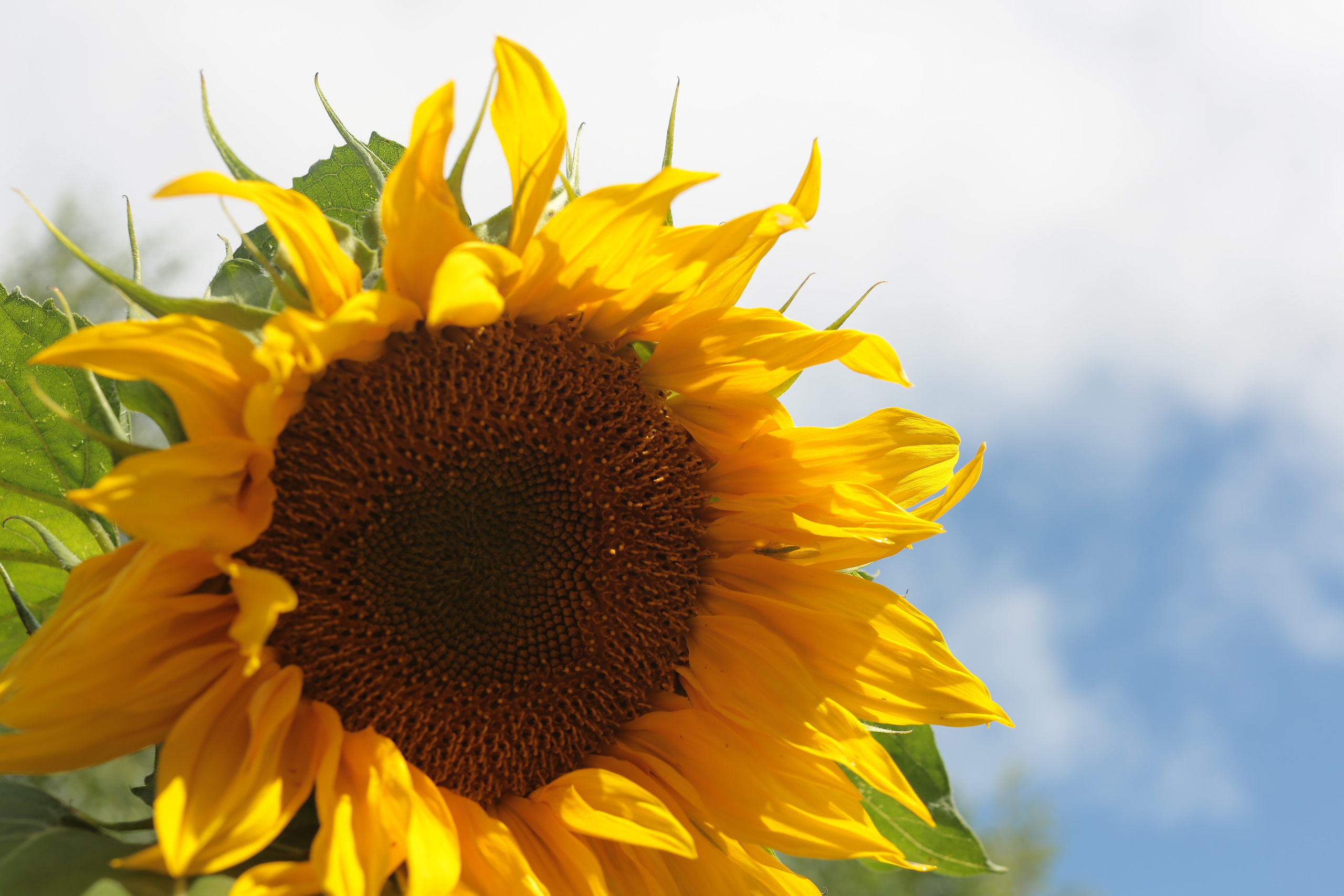 Фото Цветов. Студия Максима Белослюдцева