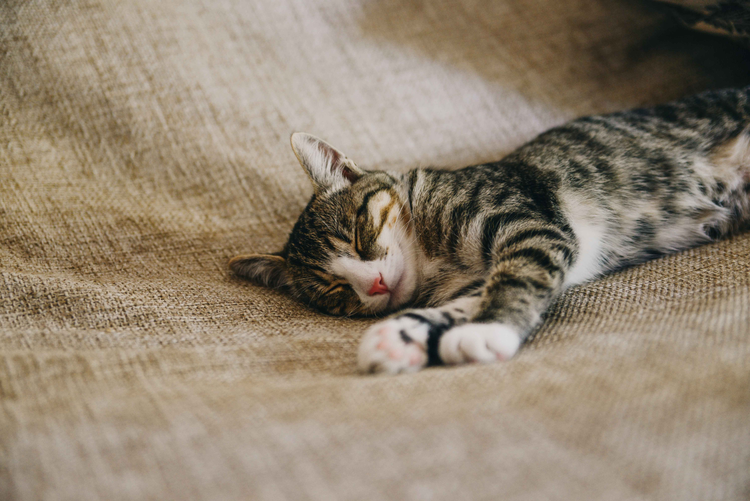 Свадьба Вадима и Дианы. Свадебный и семейный фотограф Любава в Кургане
