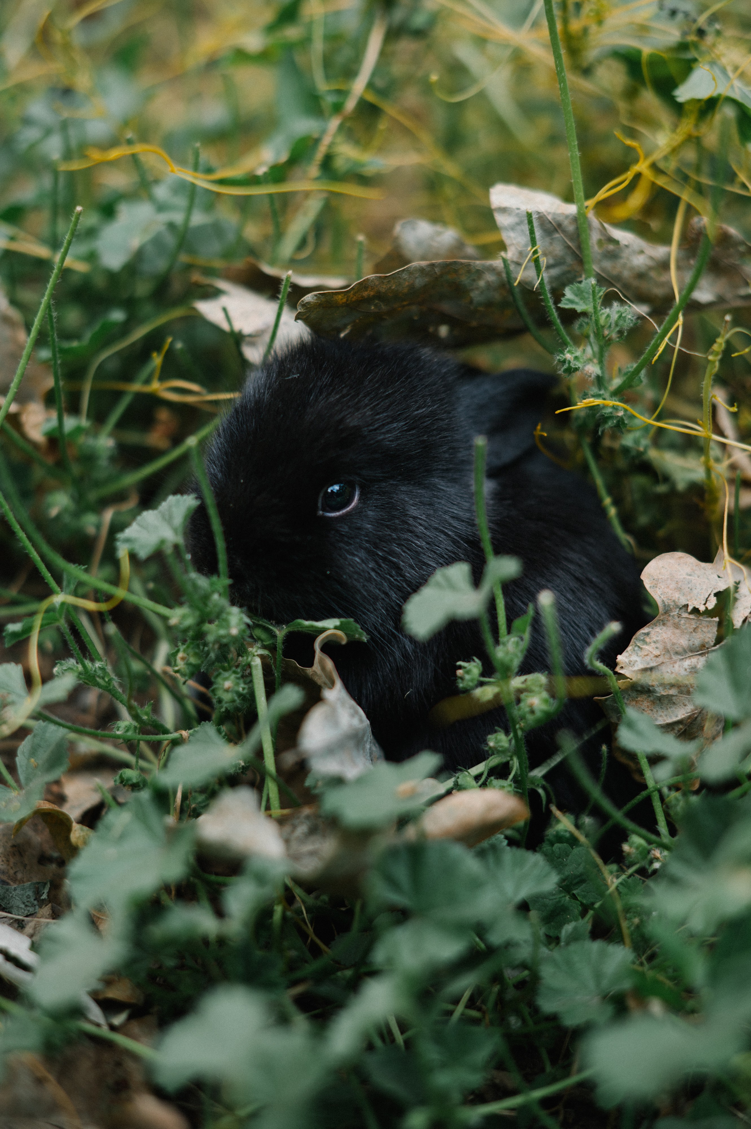 Арут и Марина. SARKISOPH | Фотограф Волгоград