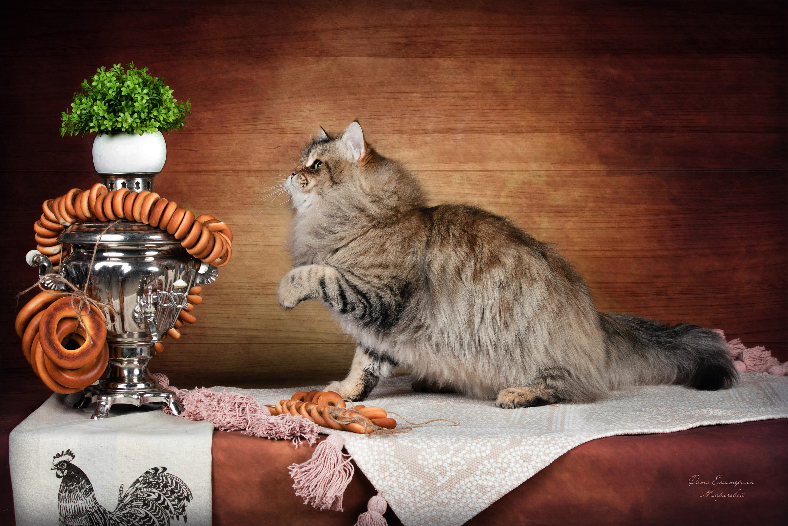 Стендовая съёмка на выставках кошек. Фотограф-анималист в Омске Екатерина Маричева