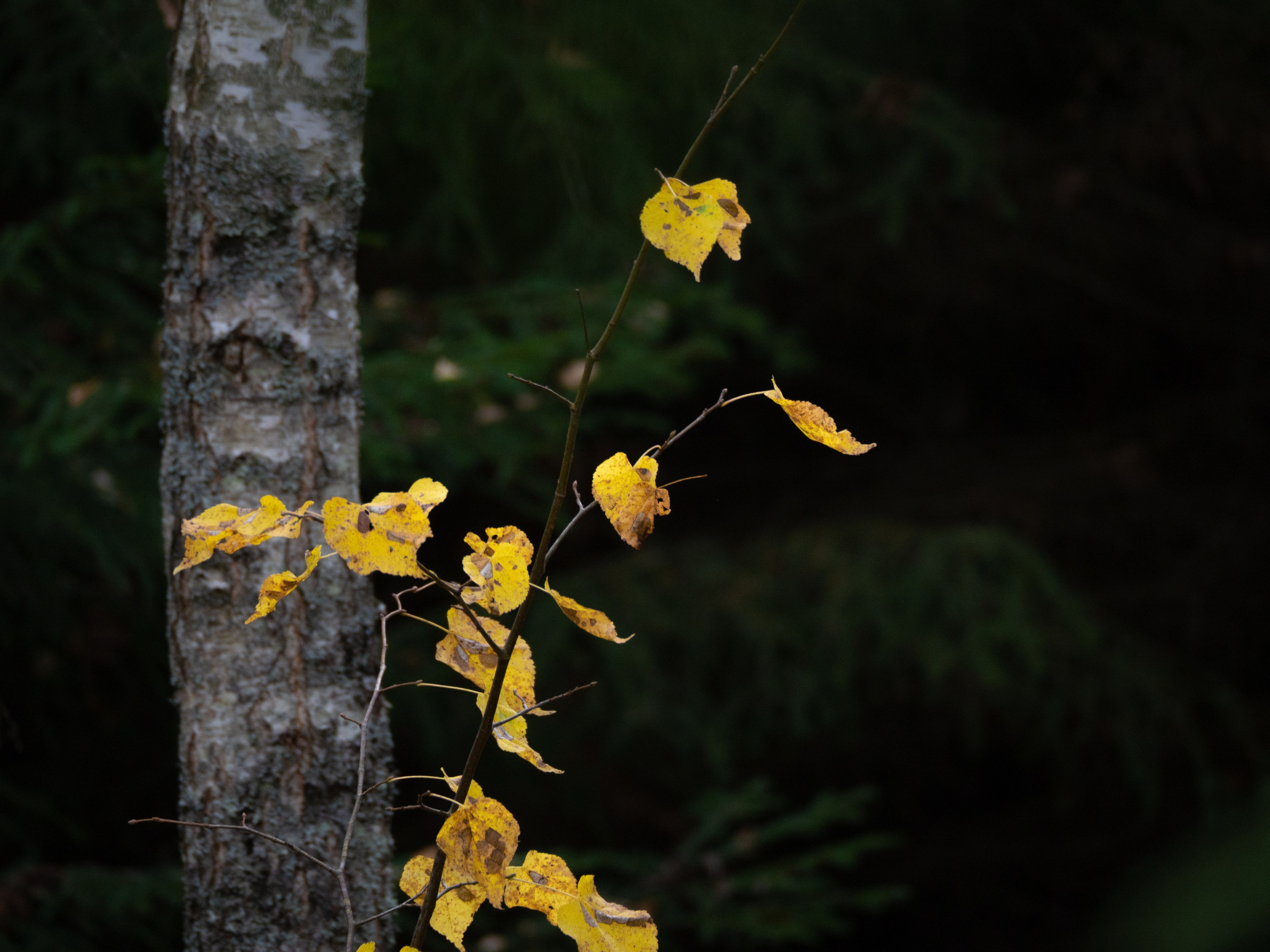20230923-25 Родники. Дмитрий Ремизов. Фотография, как хобби