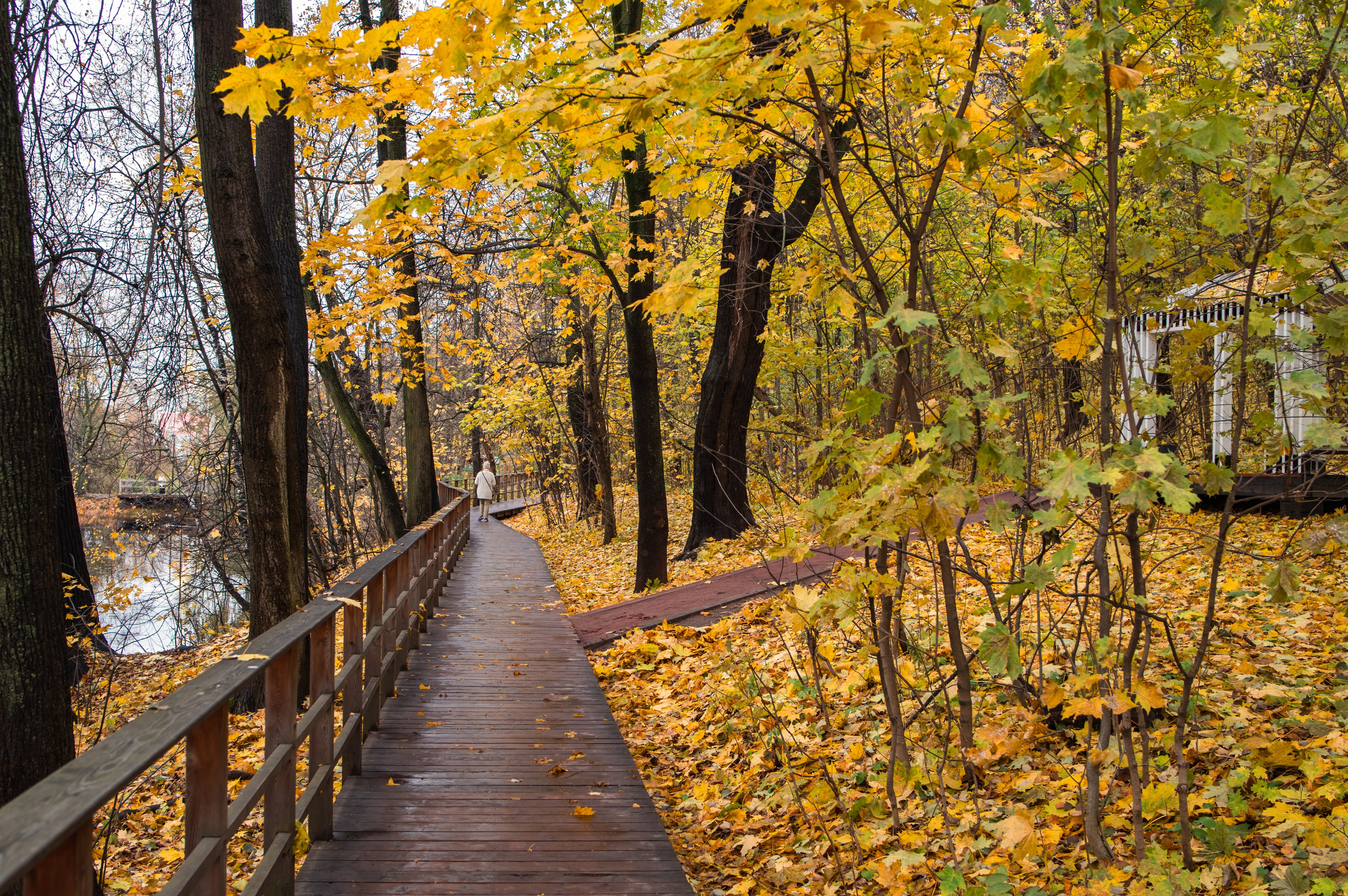20231031 Нескучный сад. Дмитрий Ремизов. Фотография, как хобби
