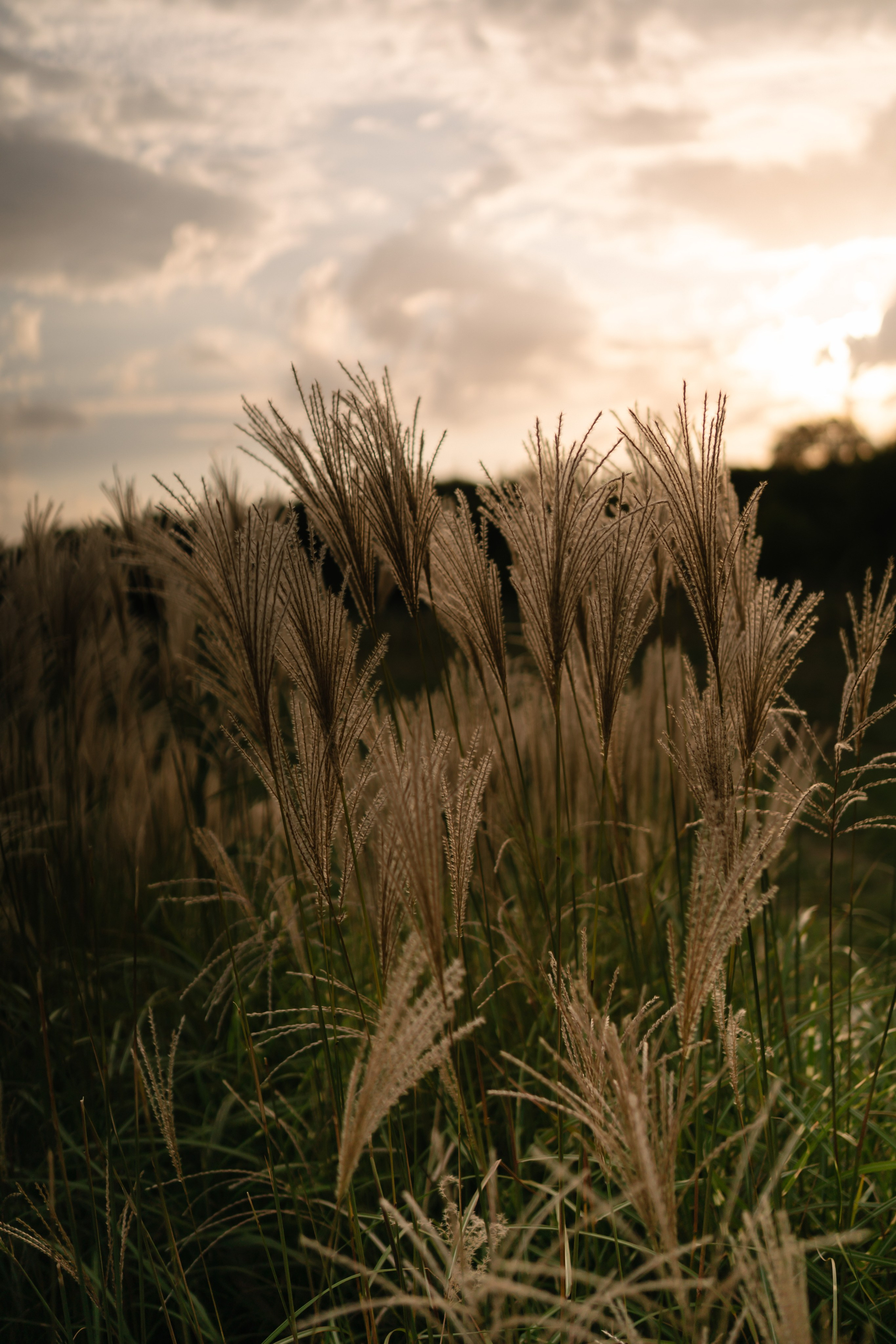 Локации для школьных съемок. Семейный фотограф и видеограф Ростов-на-Дону