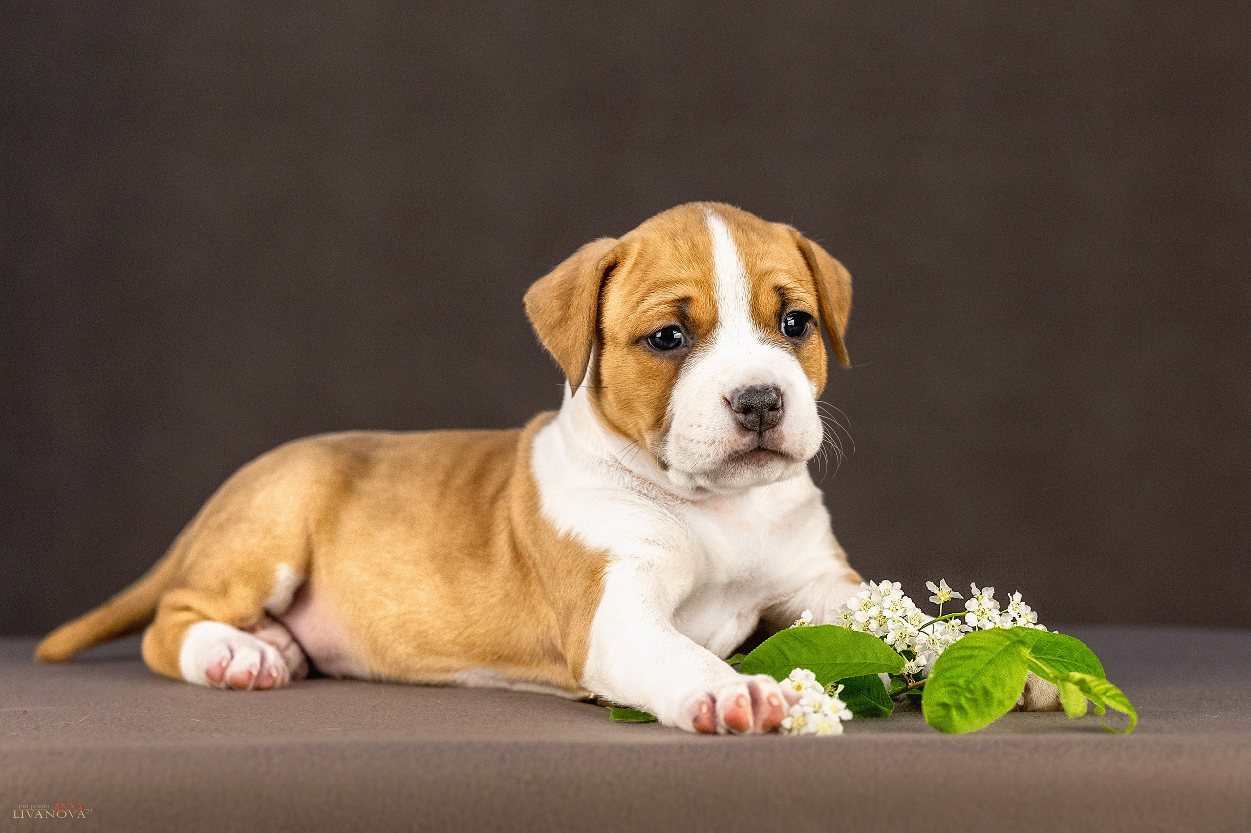 Стаффики. Фотограф анималист Аня Ливанова | Рыбинск