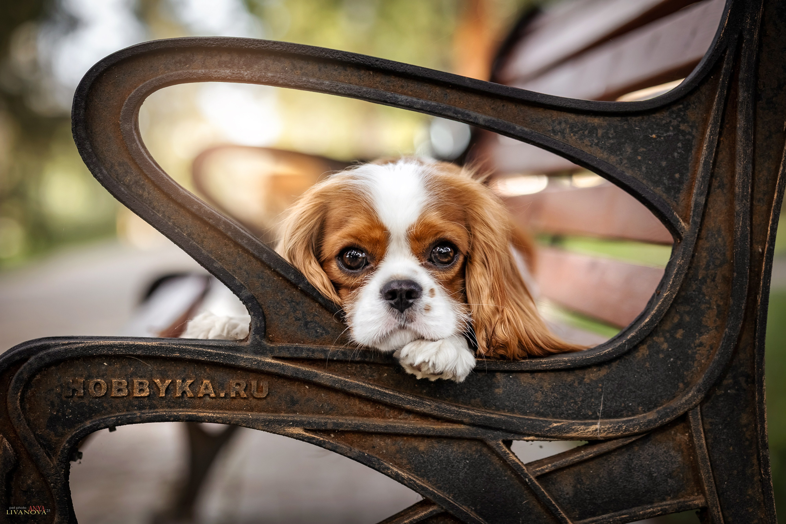 Маруся и Энди. Фотограф анималист Аня Ливанова | Рыбинск