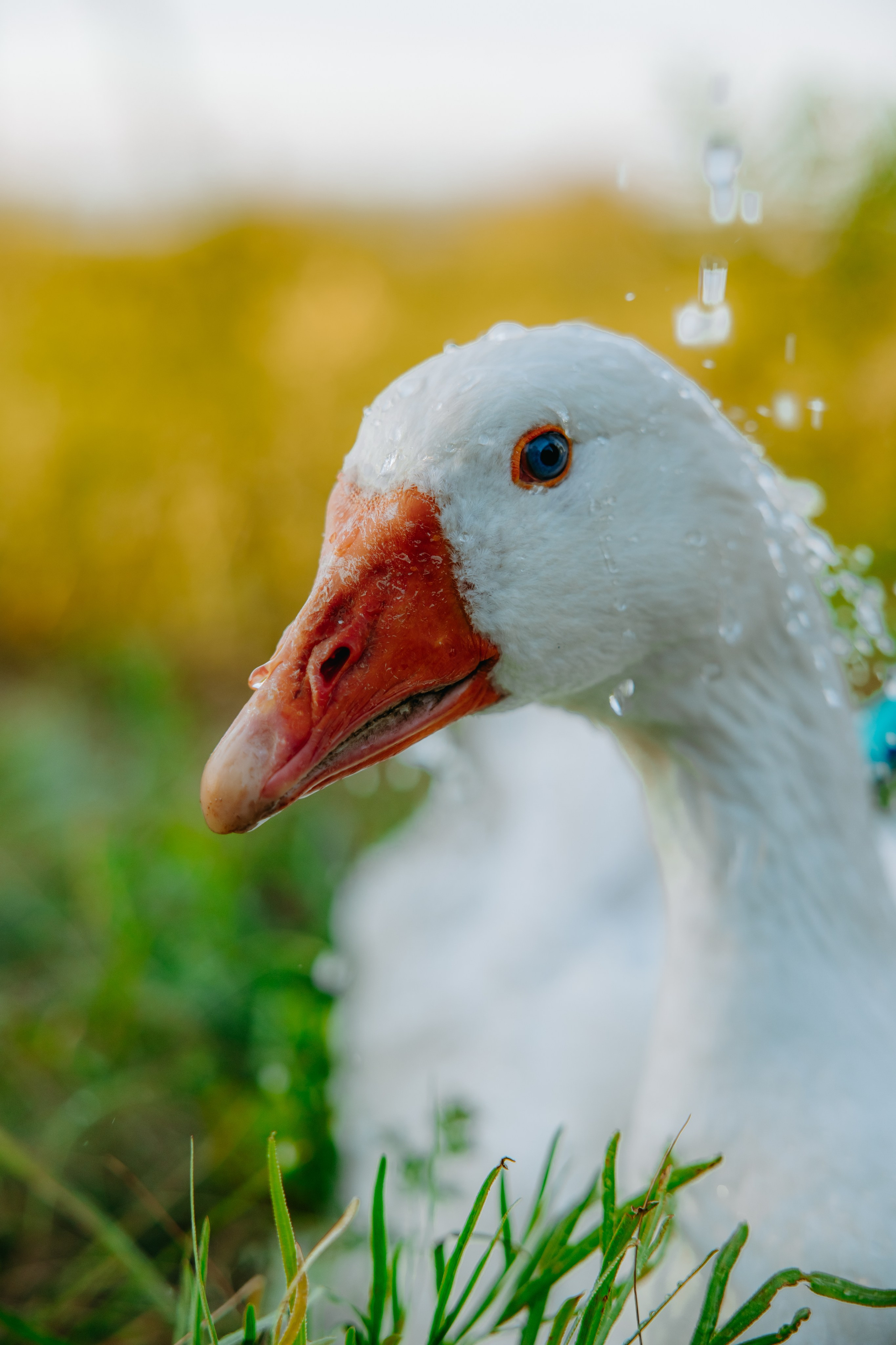 Глеб и Нильс. Фотограф в Саратове Александр Кухаренко. И не только в Саратове :)