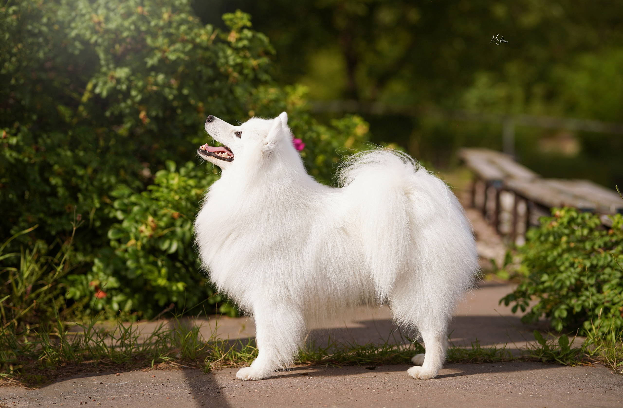 Выставки 2024. Фотограф-анималист в Санкт-Петербурге Яна Мартынова