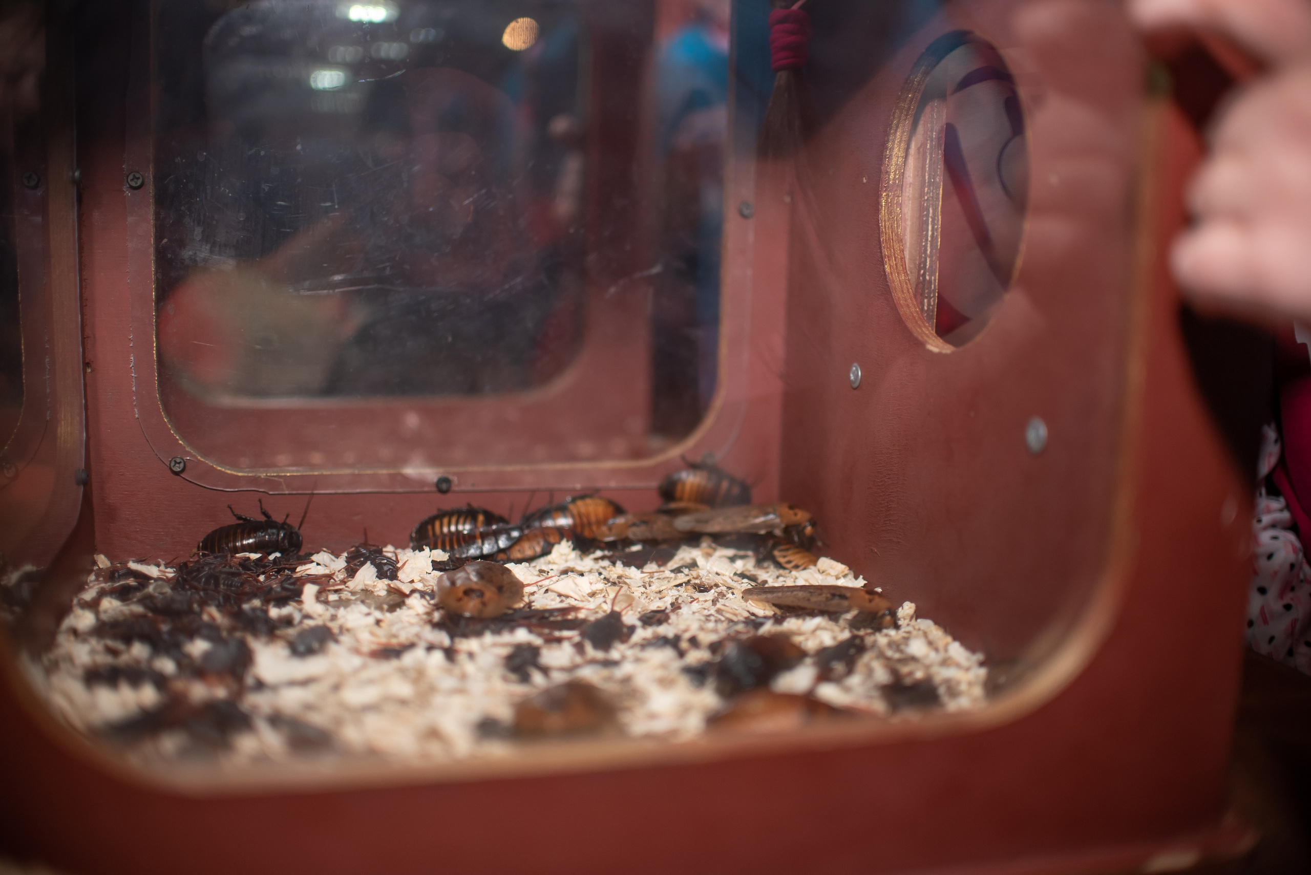 Фотограф на День Рождения. Фотограф Макс Огурцов в Нижнем Новгороде