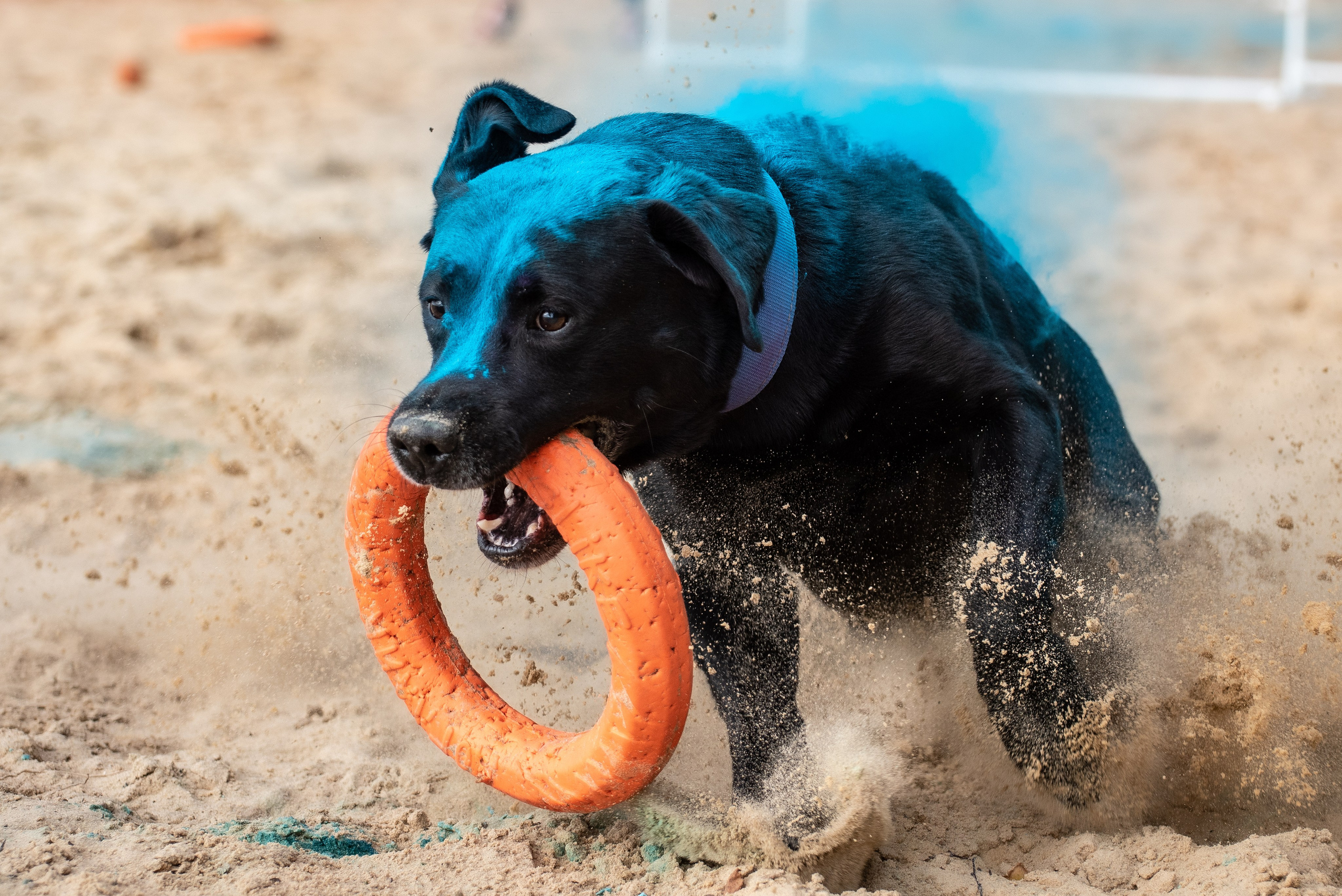 Всплеск эмоций 2023 Кинологический фестиваль. Фотограф Макс Огурцов в Нижнем Новгороде