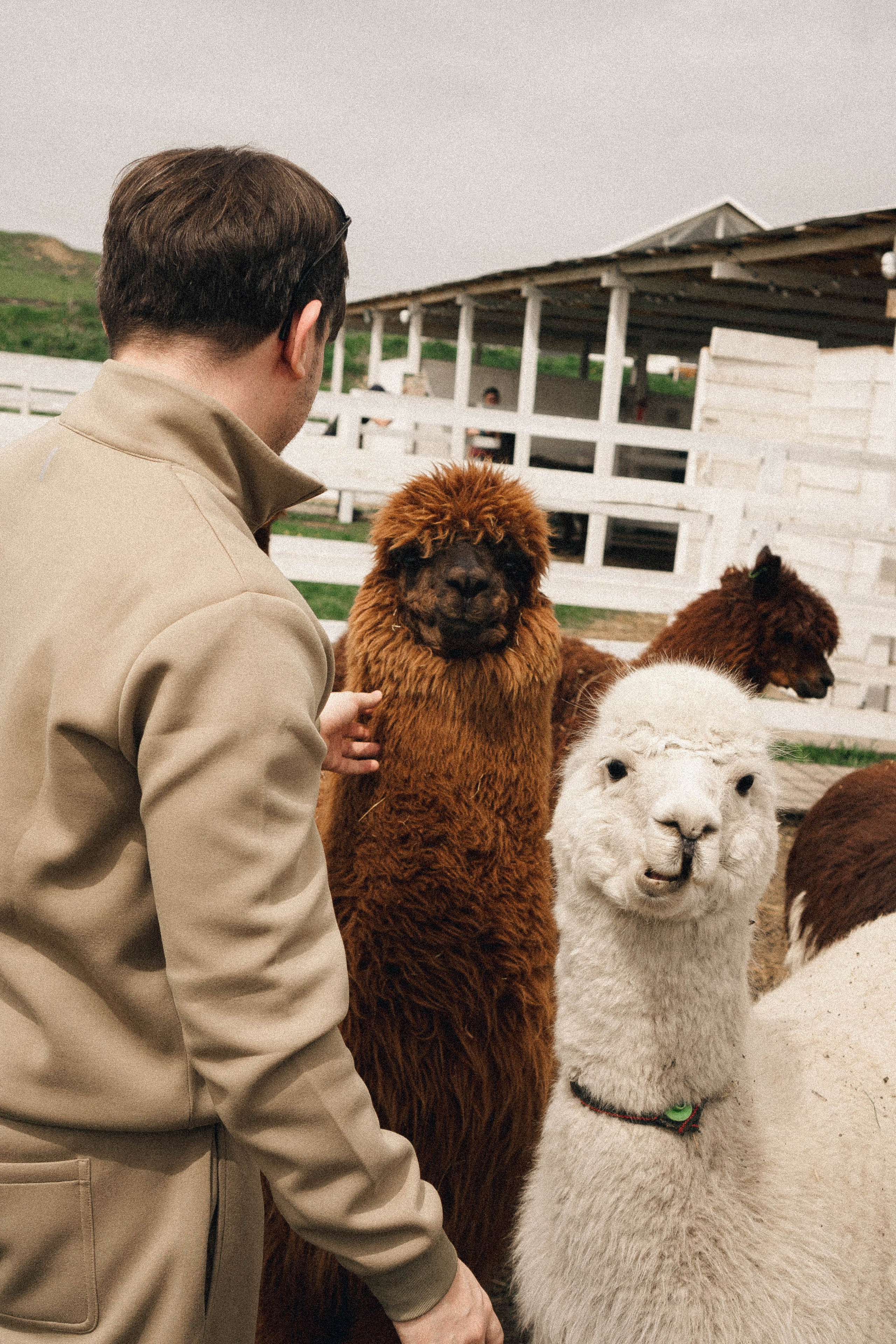 Ферма Альпак. Профессиональный фотограф, Санкт-Петербург — Виктория Богомолова