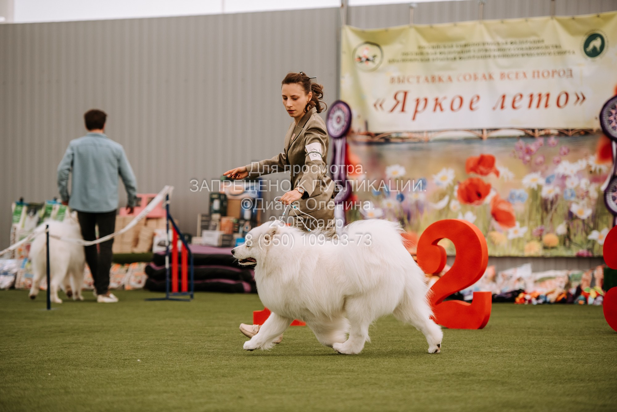 Выставка собак Красноярск 2.06. Фотограф Диана Оленина Красноярск / Братск