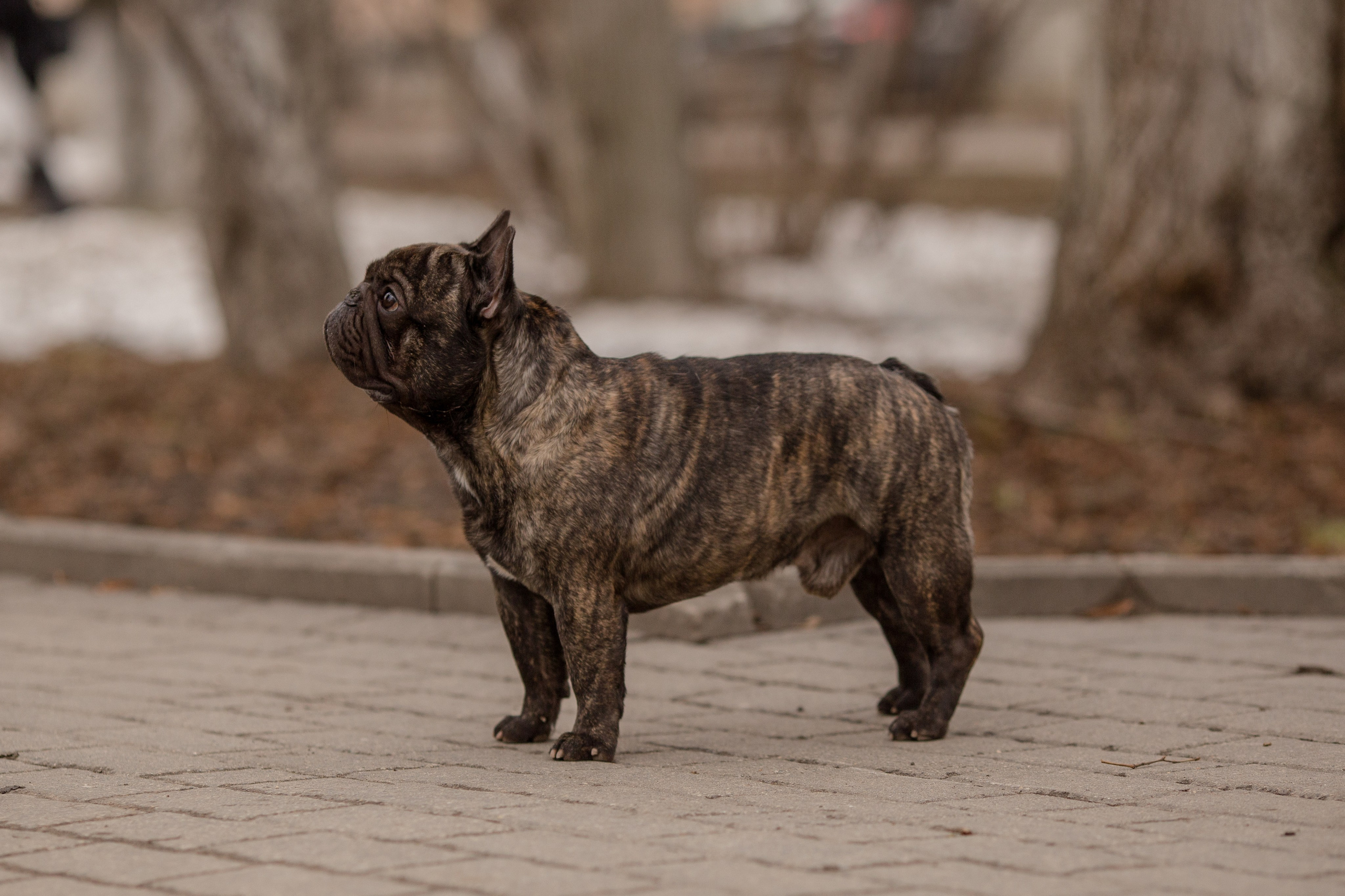 Фото французского бульдога