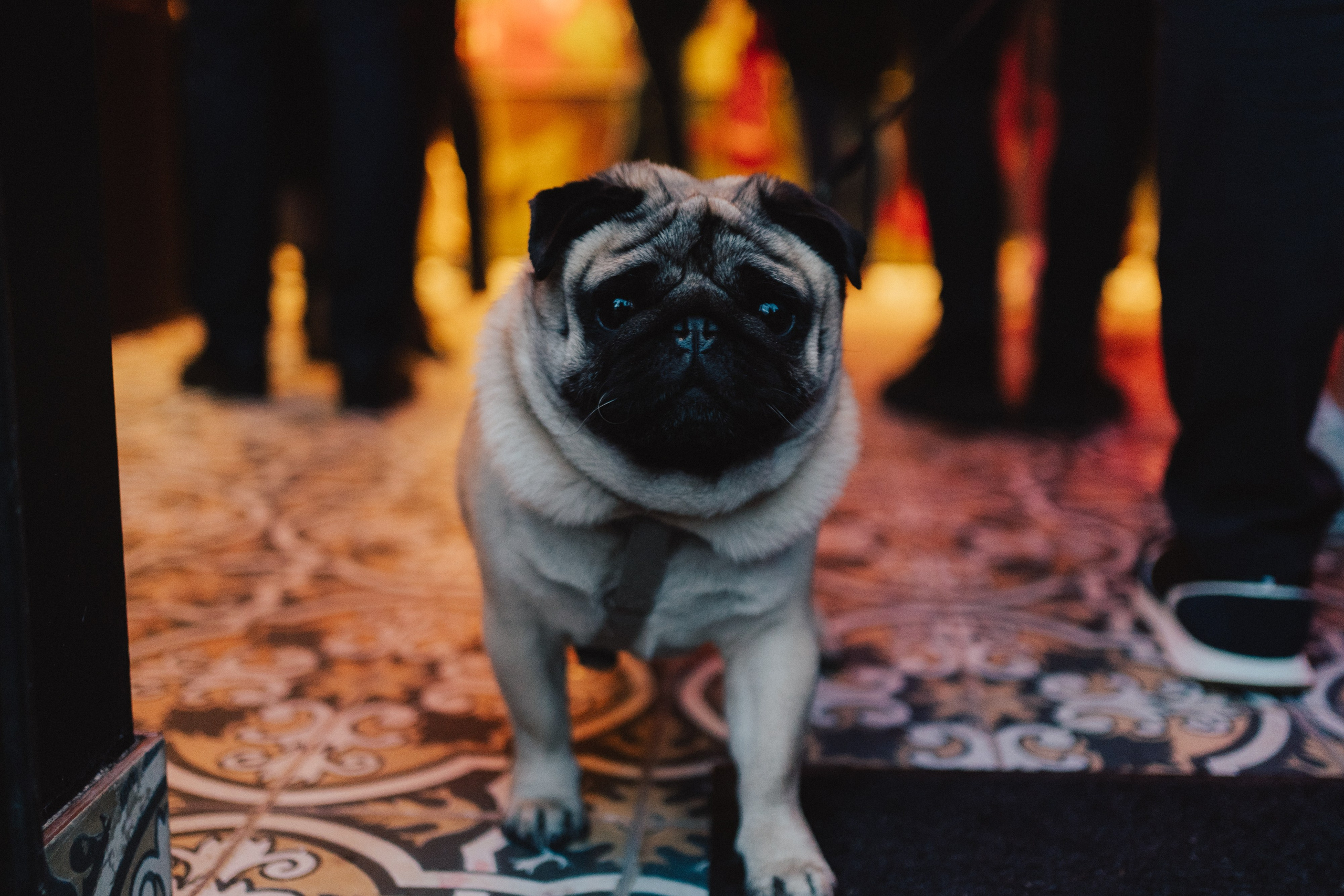 Piana Vyshnia (2nd bar opening in Vilnius). Photographer in Vilnius