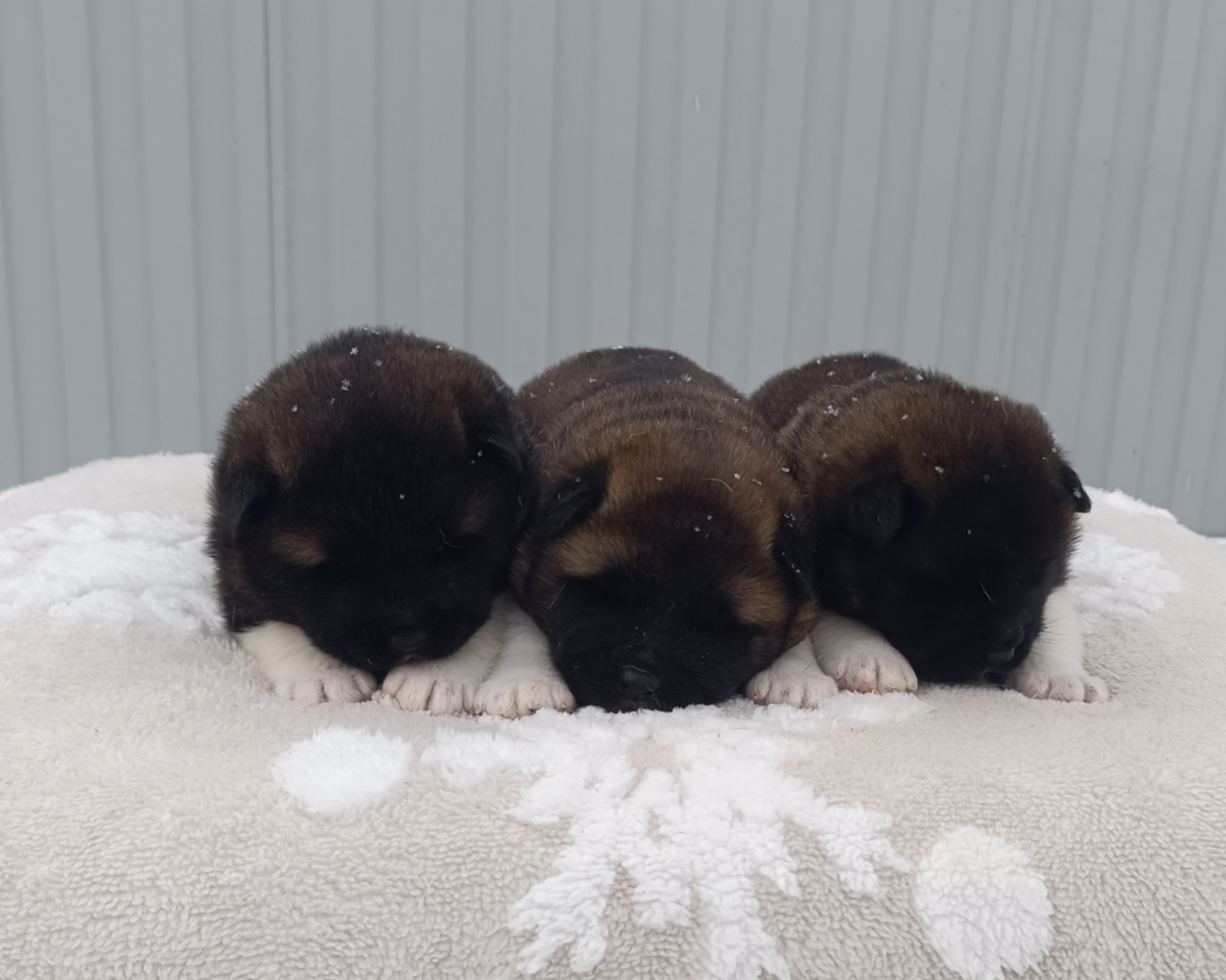 Американская акита  щенки питомник Санкт-Петербург клубные щенки Американская акита питомник RUBYLIGHT Рубилайт купить щенка американской акиты