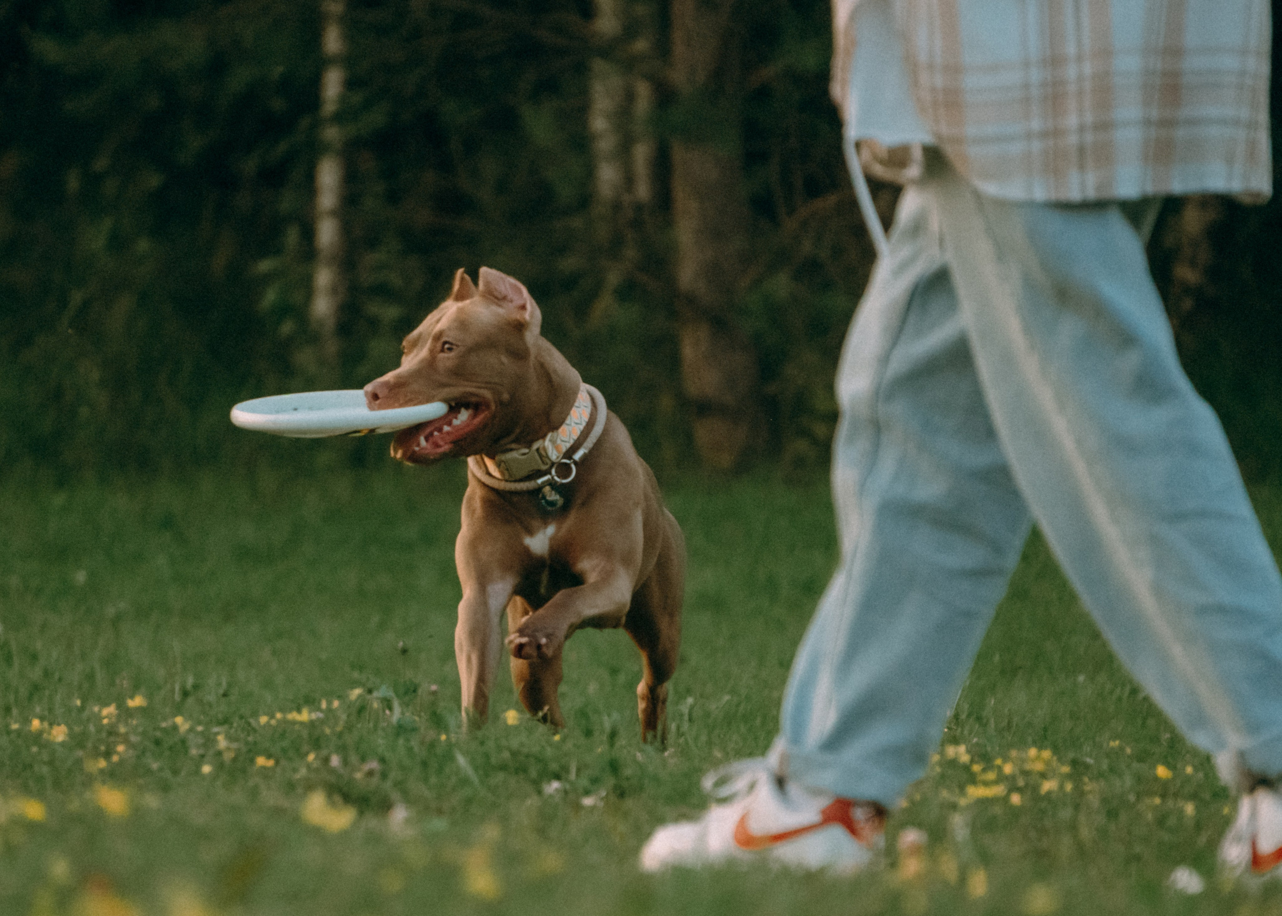 Виолетта, Лила и Питер. Фотограф-анималист Ксения Воробьева, Москва