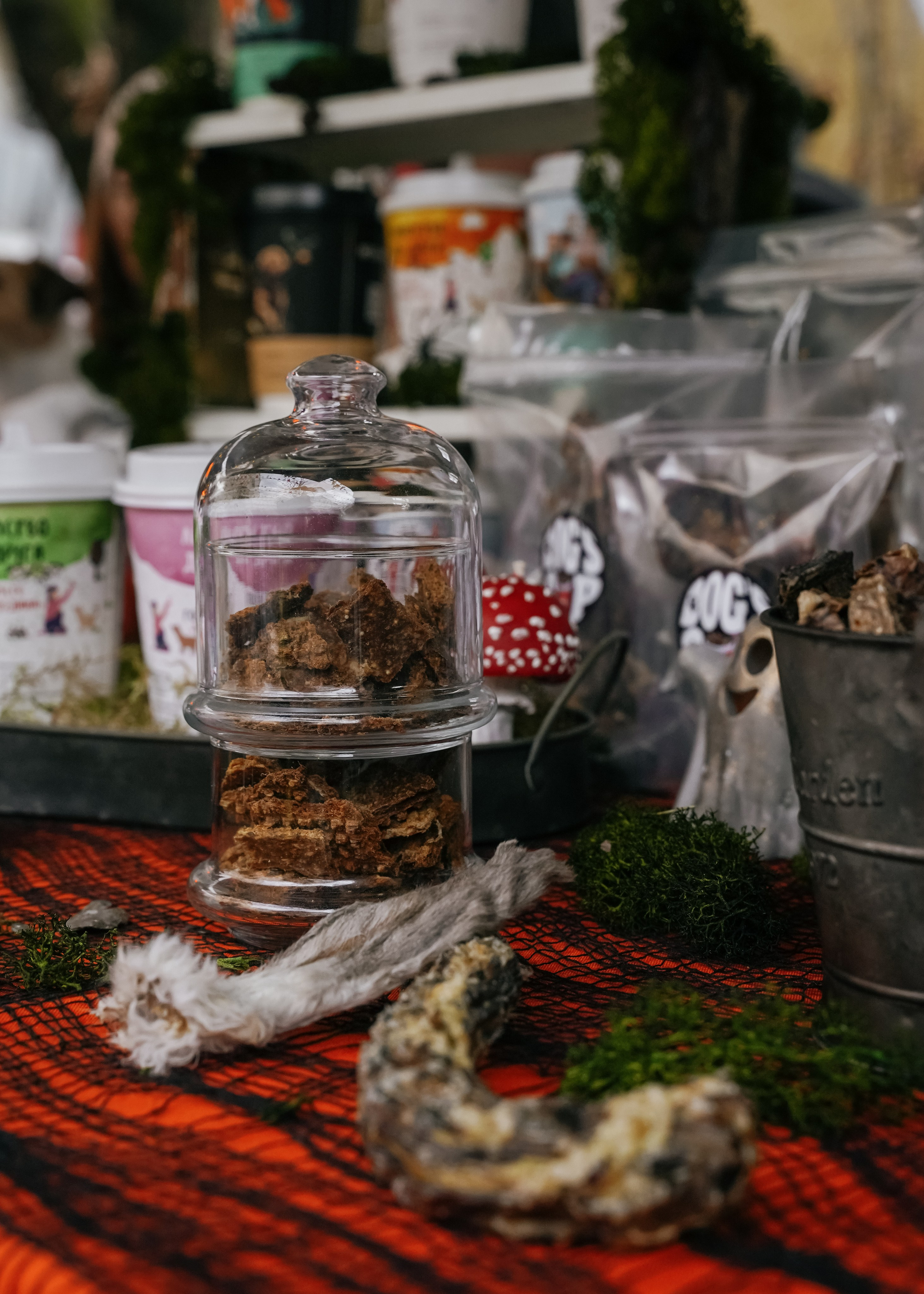 Тематическая встреча породников «Griffween». Фотограф-анималист Ксения Воробьева, Москва