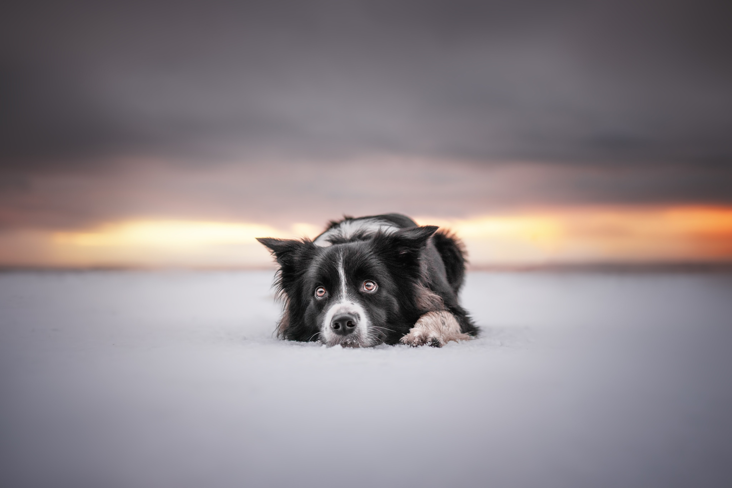 Маккензи. Фотограф анималист Осипчикова Мария