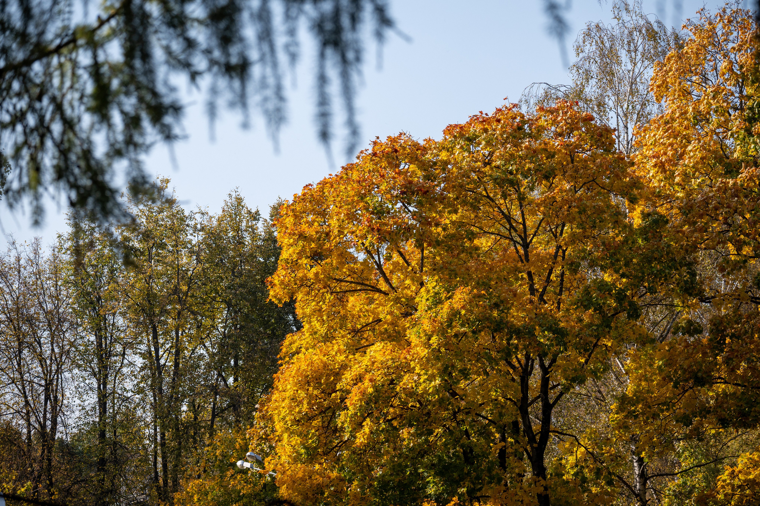 20241012 Измайлово. Дмитрий Ремизов. Фотография, как хобби