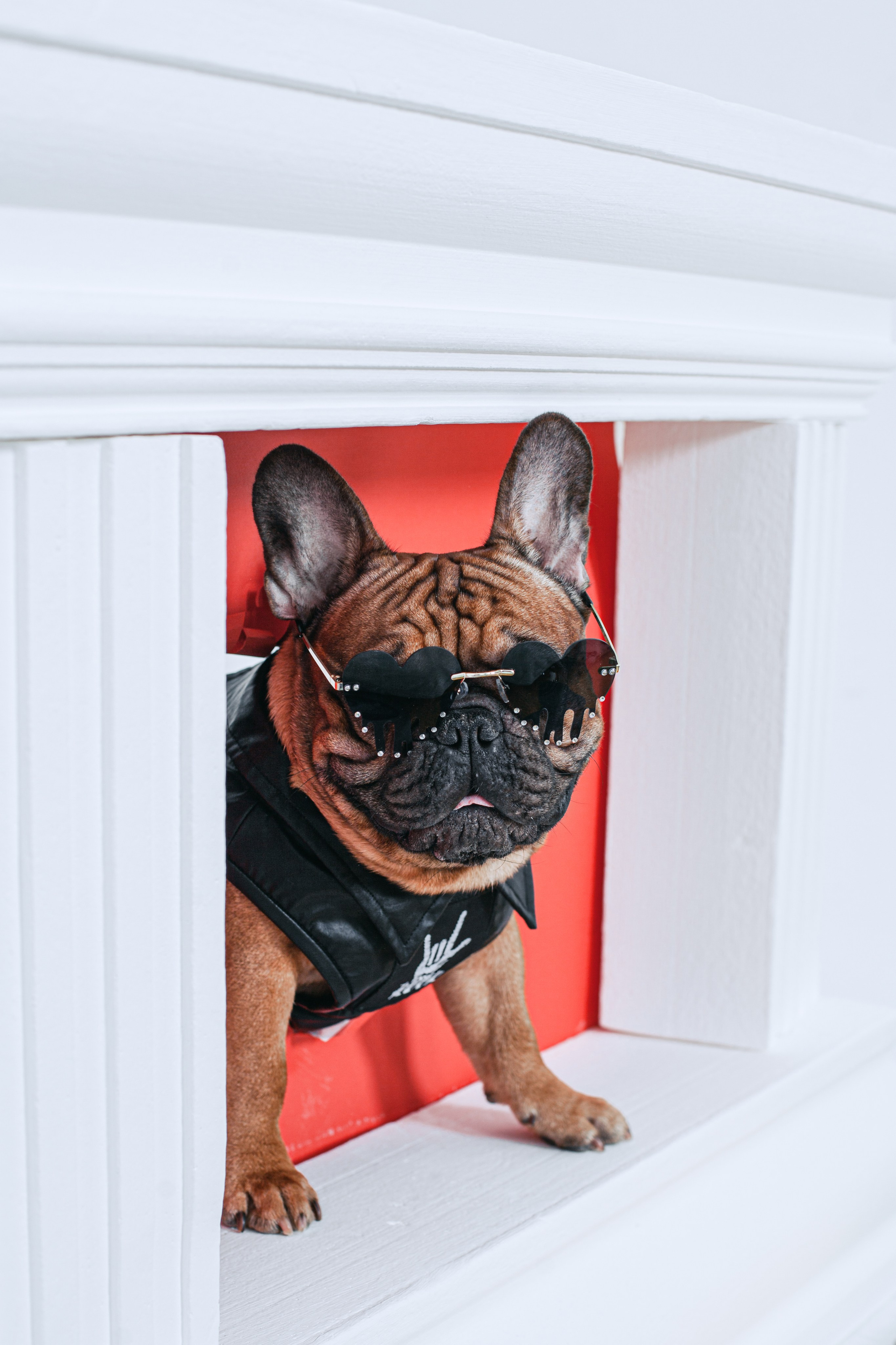 Пижамная вечеринка французских бульдогов и их хозяев. Фотограф-анималист Татьяна Степанова