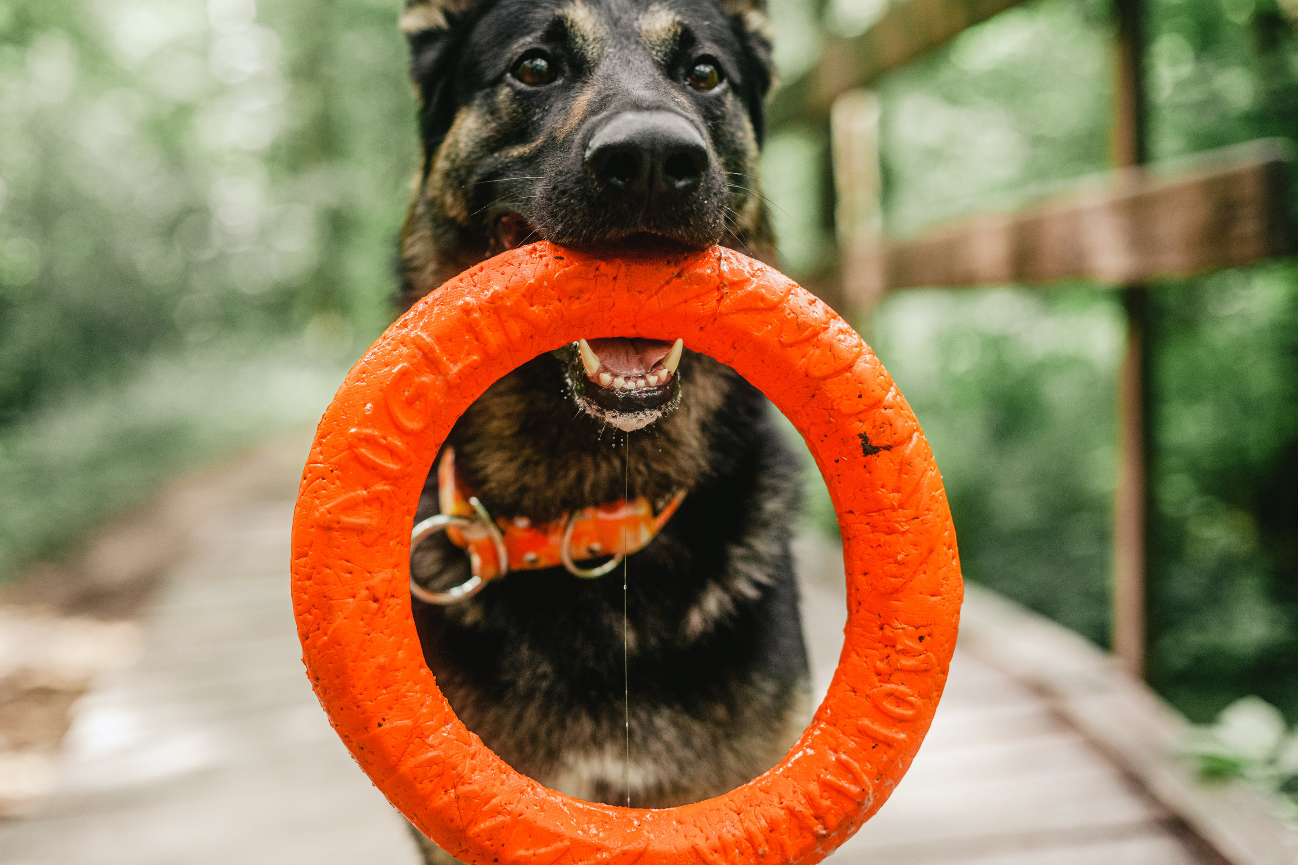 Лесная летняя фотопрогулка. Фотограф-анималист Татьяна Степанова