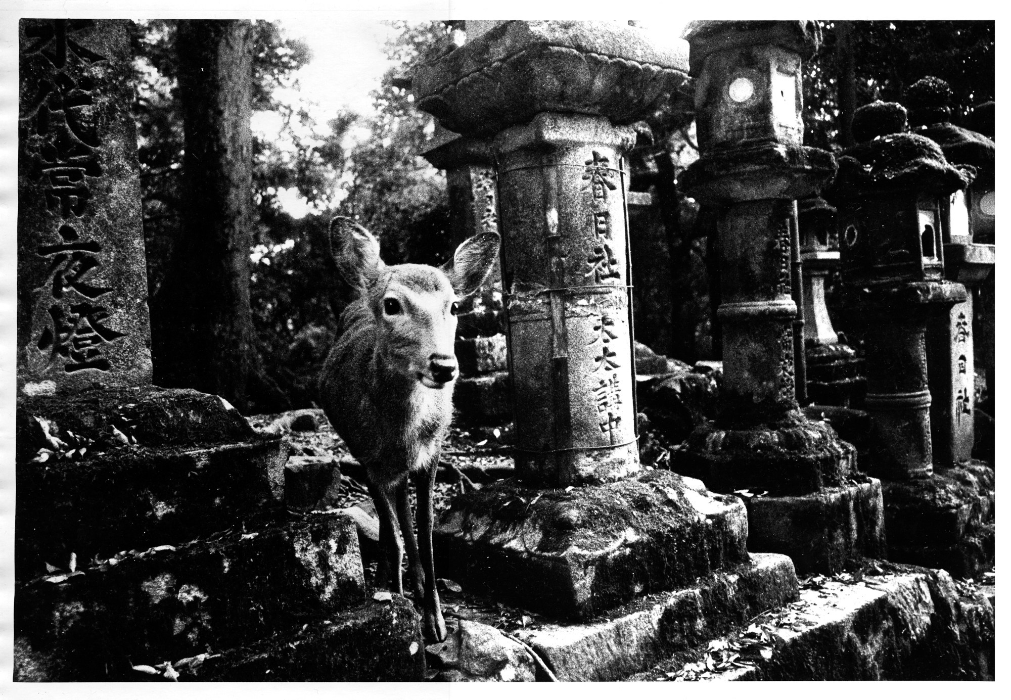 Как проходит фотосессия на пленочную камеру?. Плёночный фотограф, заказать фото на плёнку в Москве — Георгий Романов