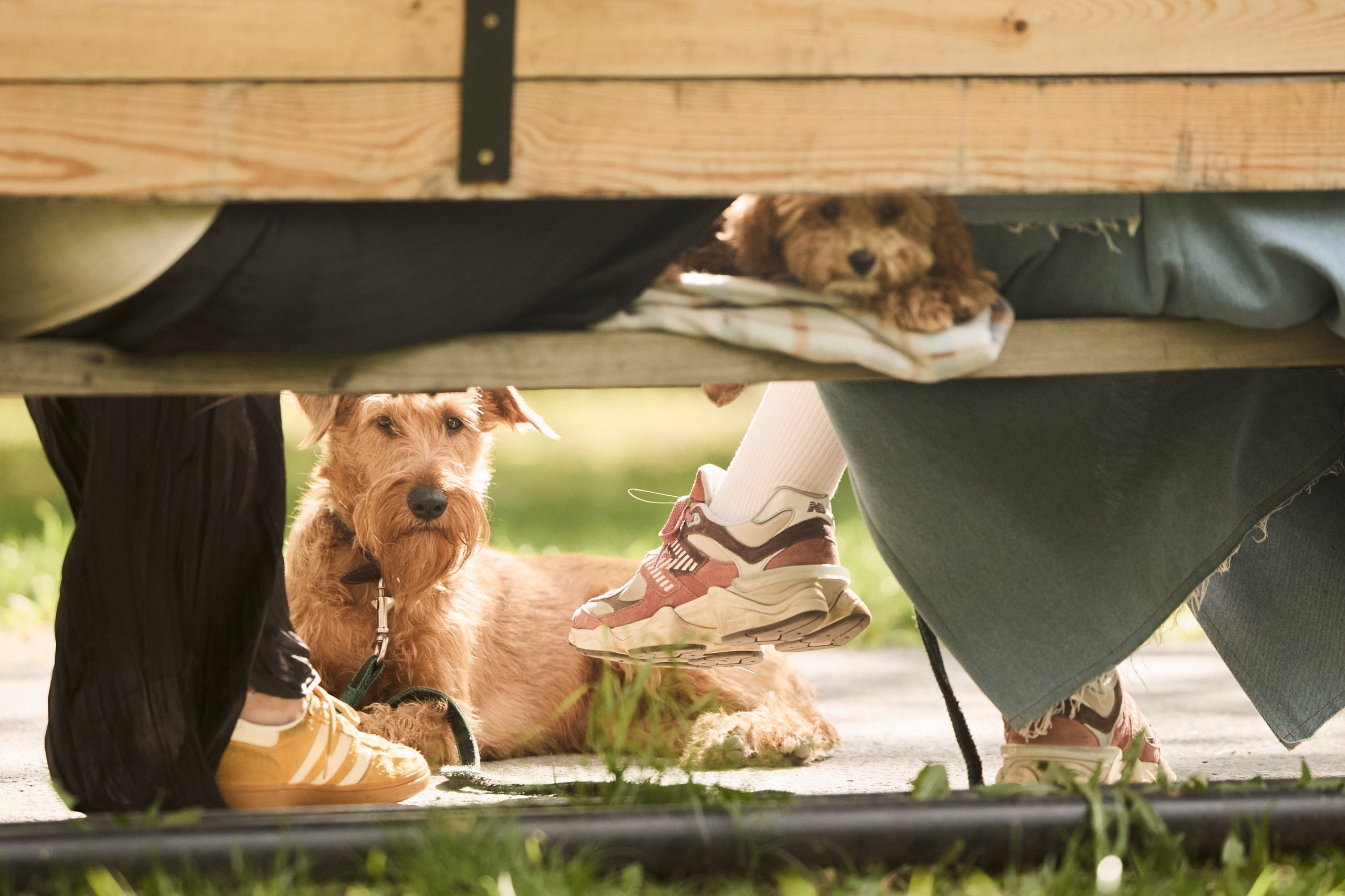 Собаки. Sasha Lapin