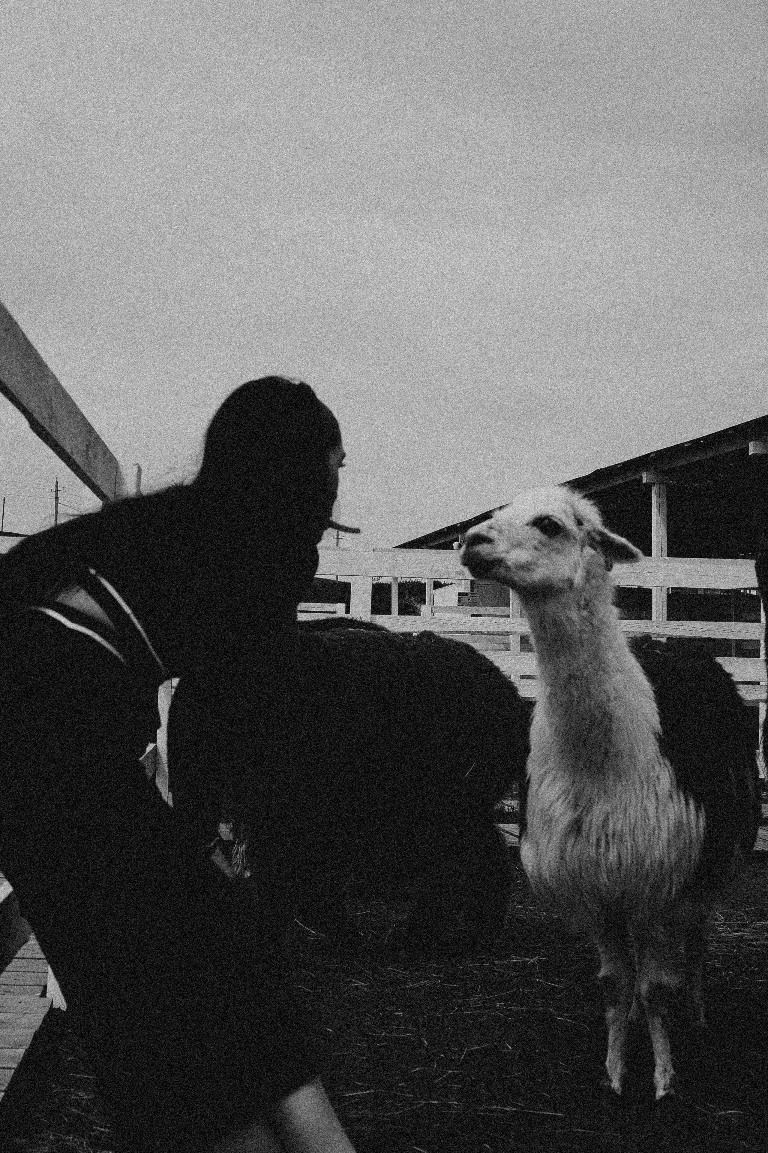 Ферма Альпак. Профессиональный фотограф, Санкт-Петербург — Виктория Богомолова