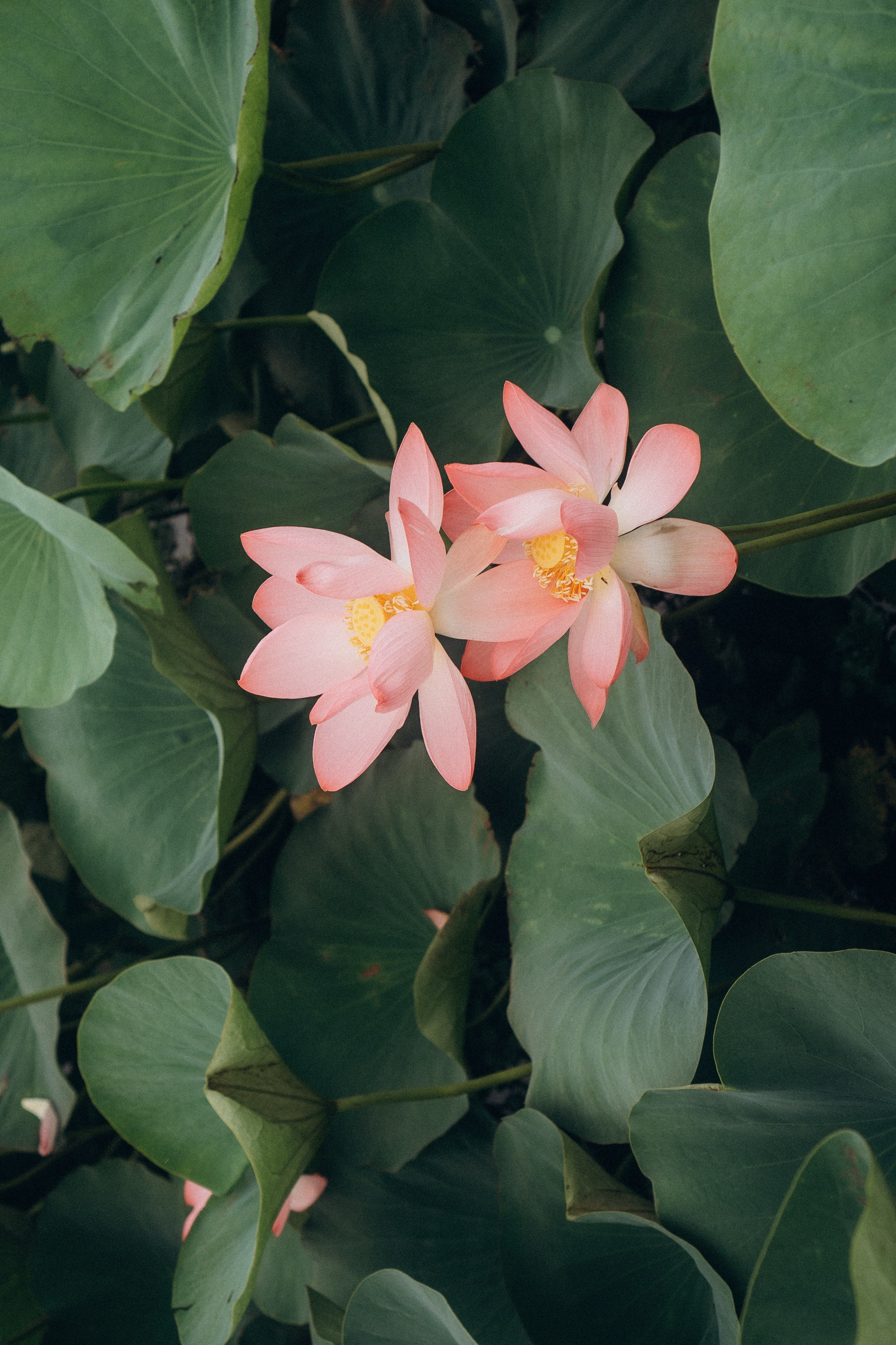 ЛОТОСОВАЯ ПОЛЯНА. Профессиональный фотограф, Санкт-Петербург — Виктория Богомолова