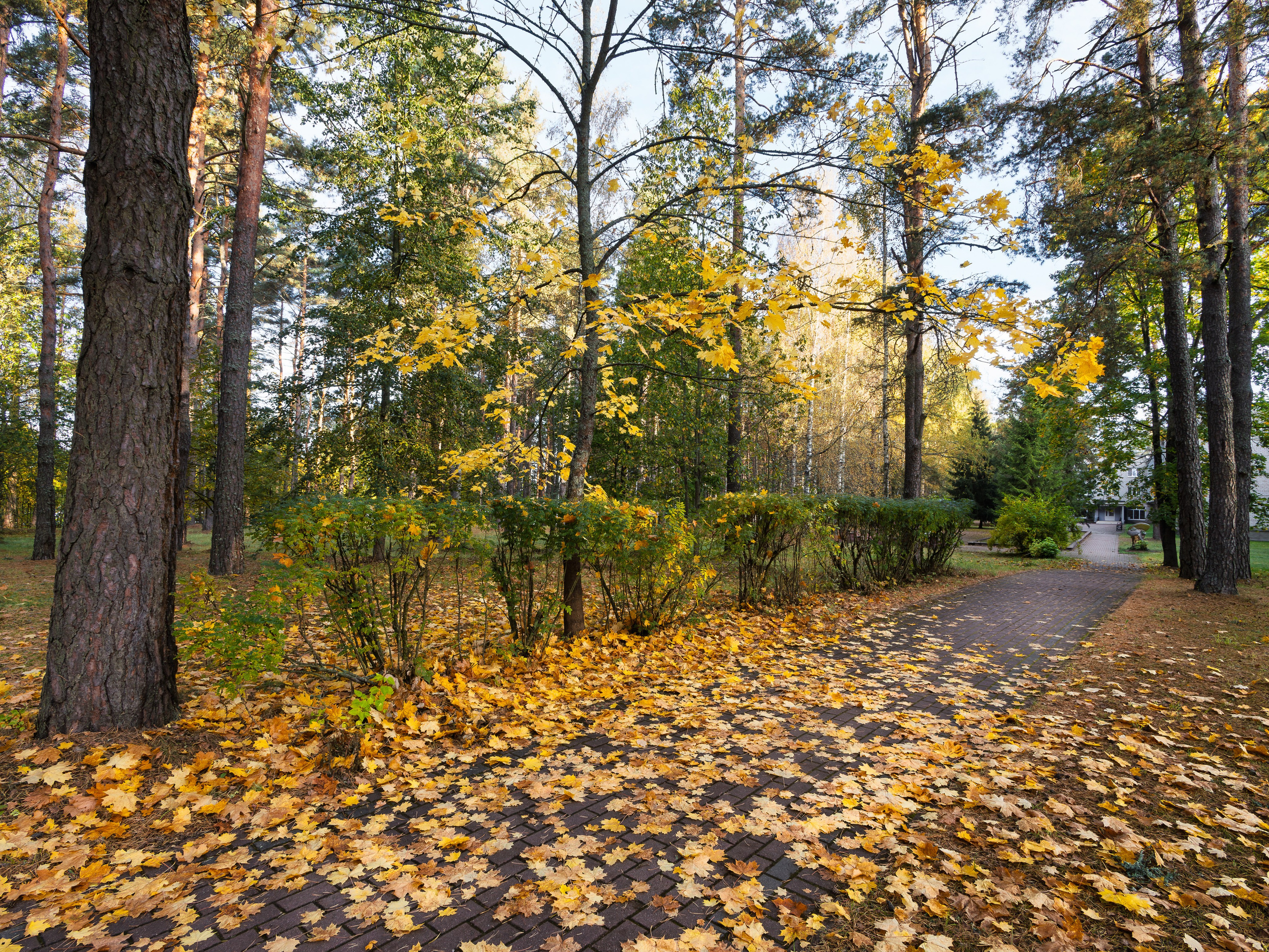 Голубые озера, Псковская область. Октябрь 2024. Фотограф Никифоров-Гордеев Сергей. Москва и МО