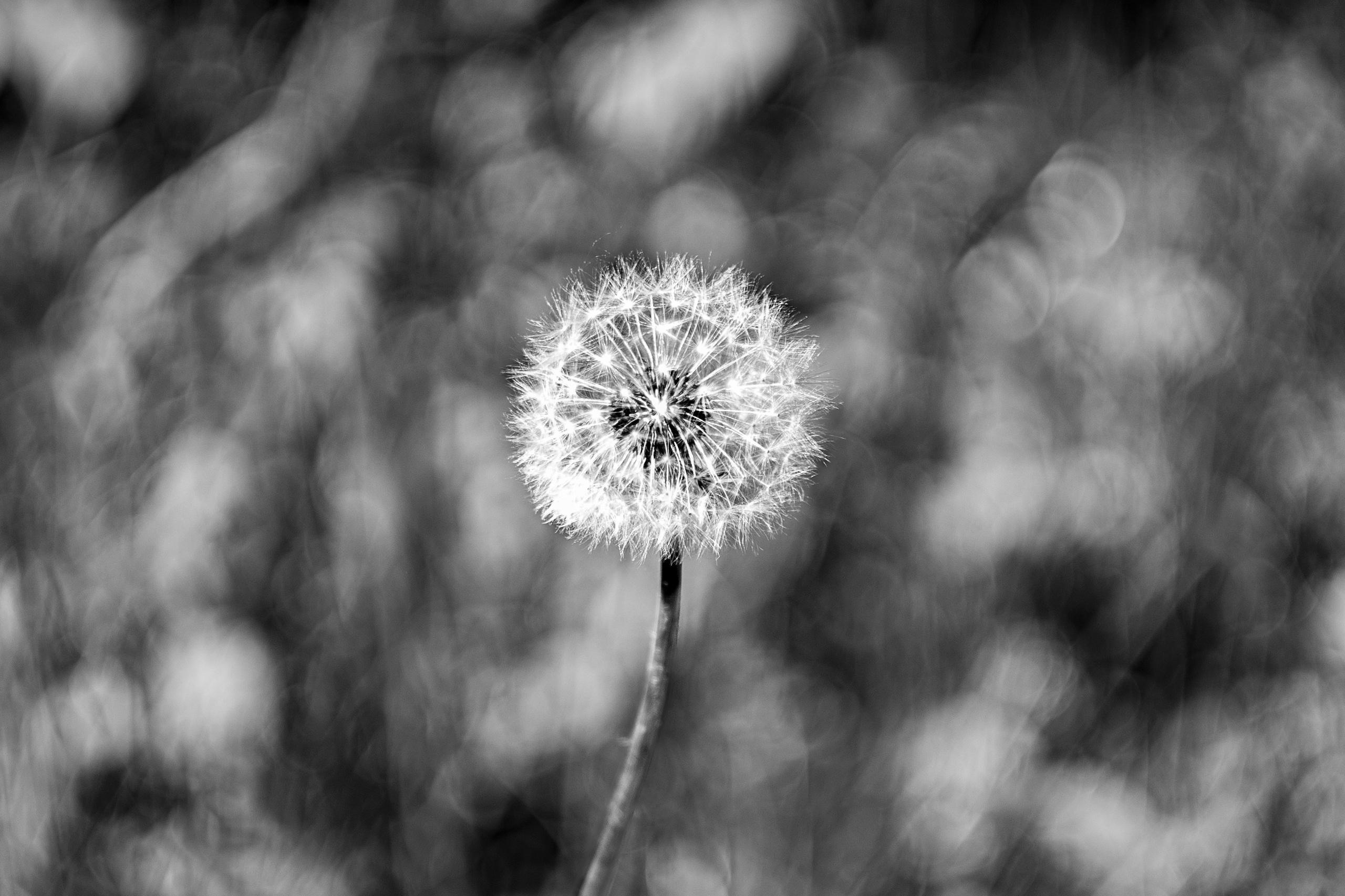 Суздаль 2024. Легкая фотография