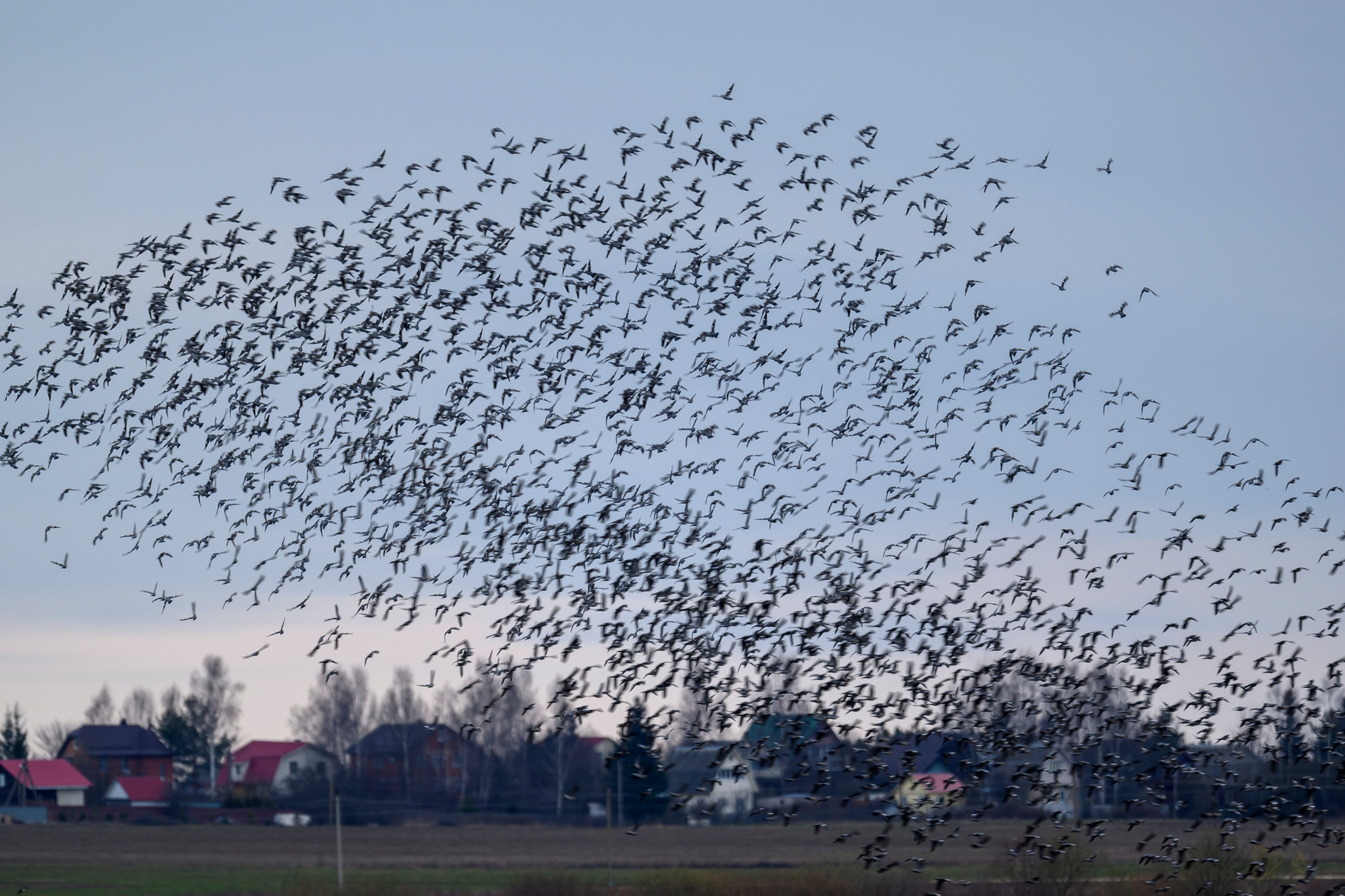 Стая вяхирей, полевой лунь. Фотограф Сергей Пупонин
