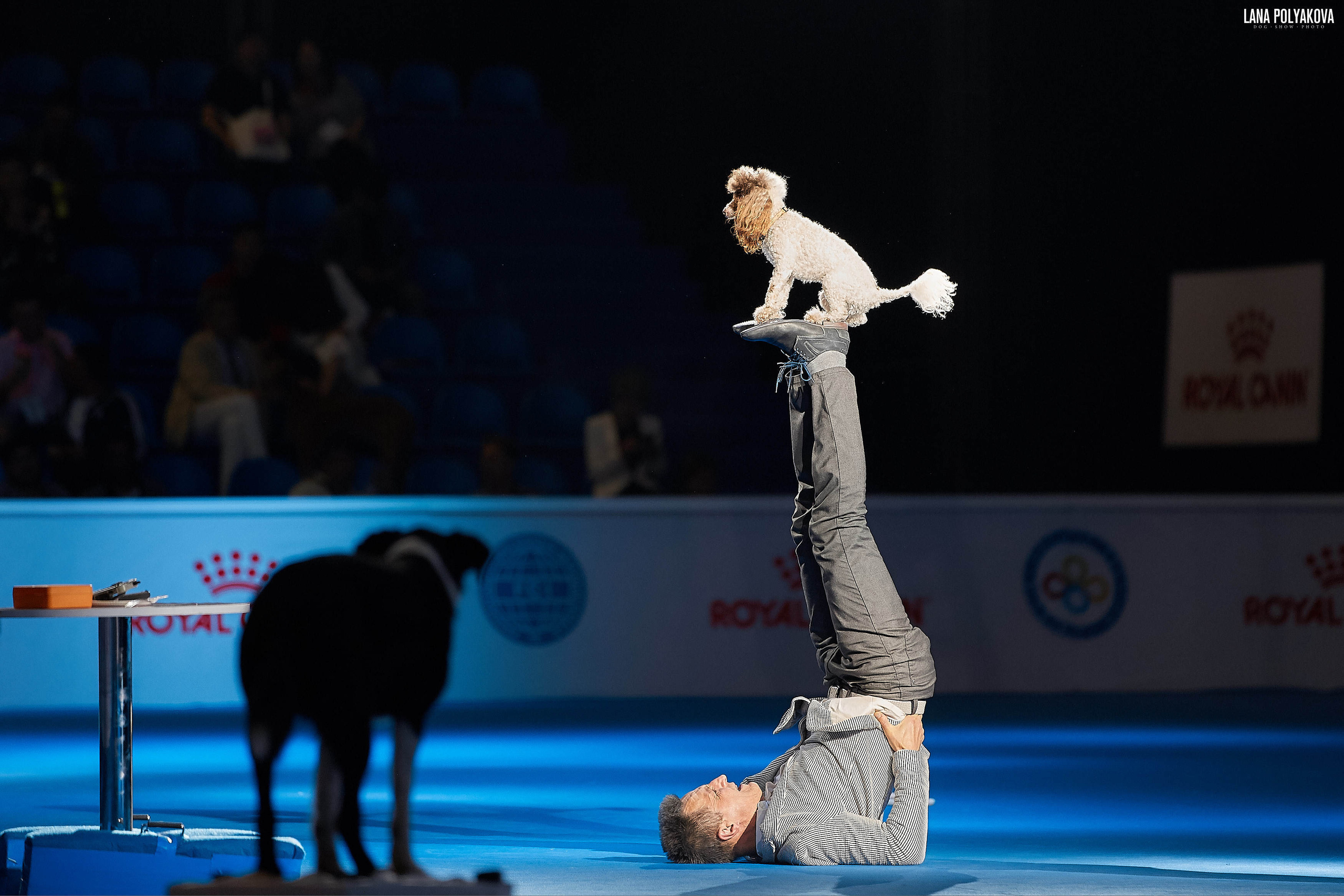 WDS 2019, China, Shanghai