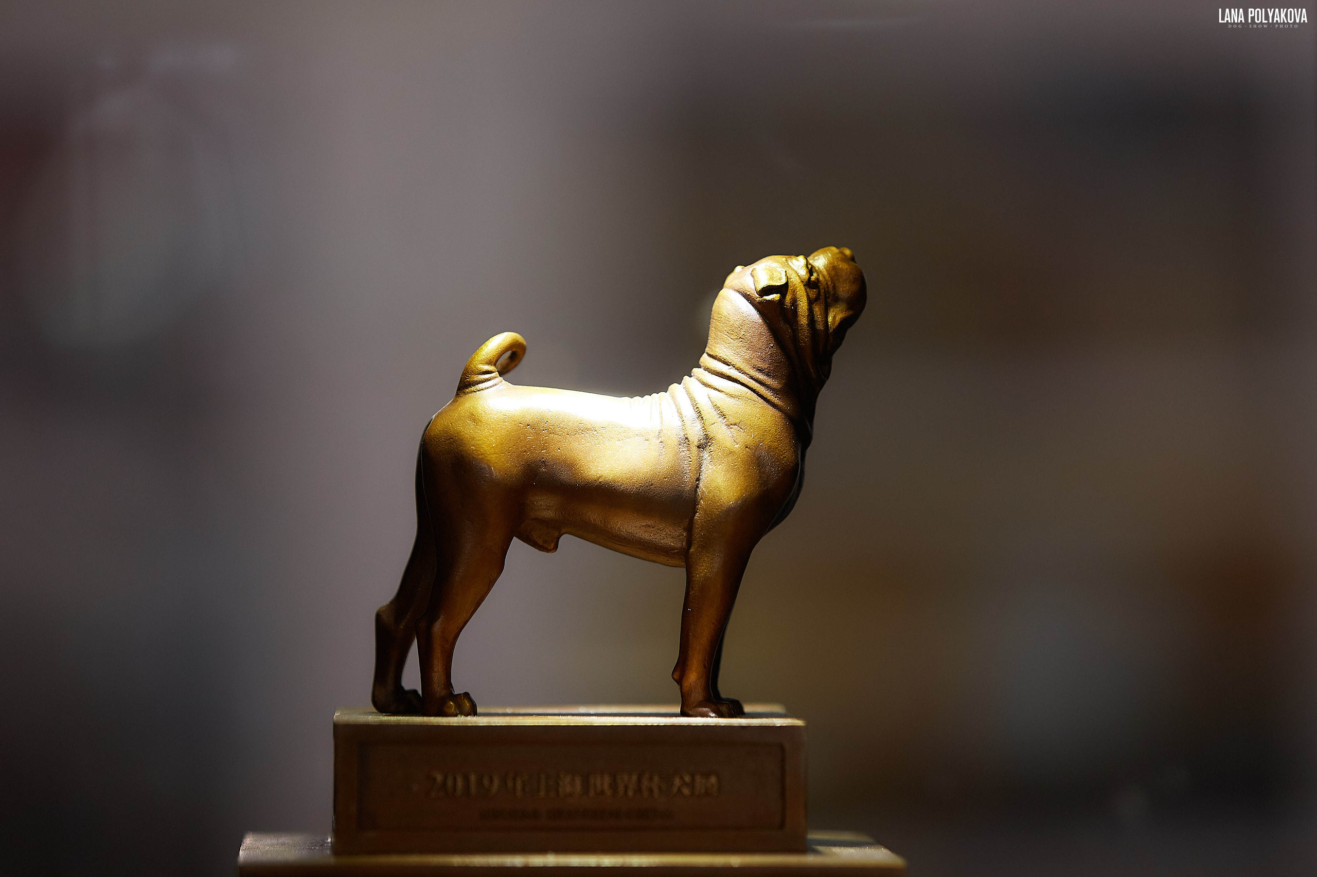 WDS 2019, China, Shanghai