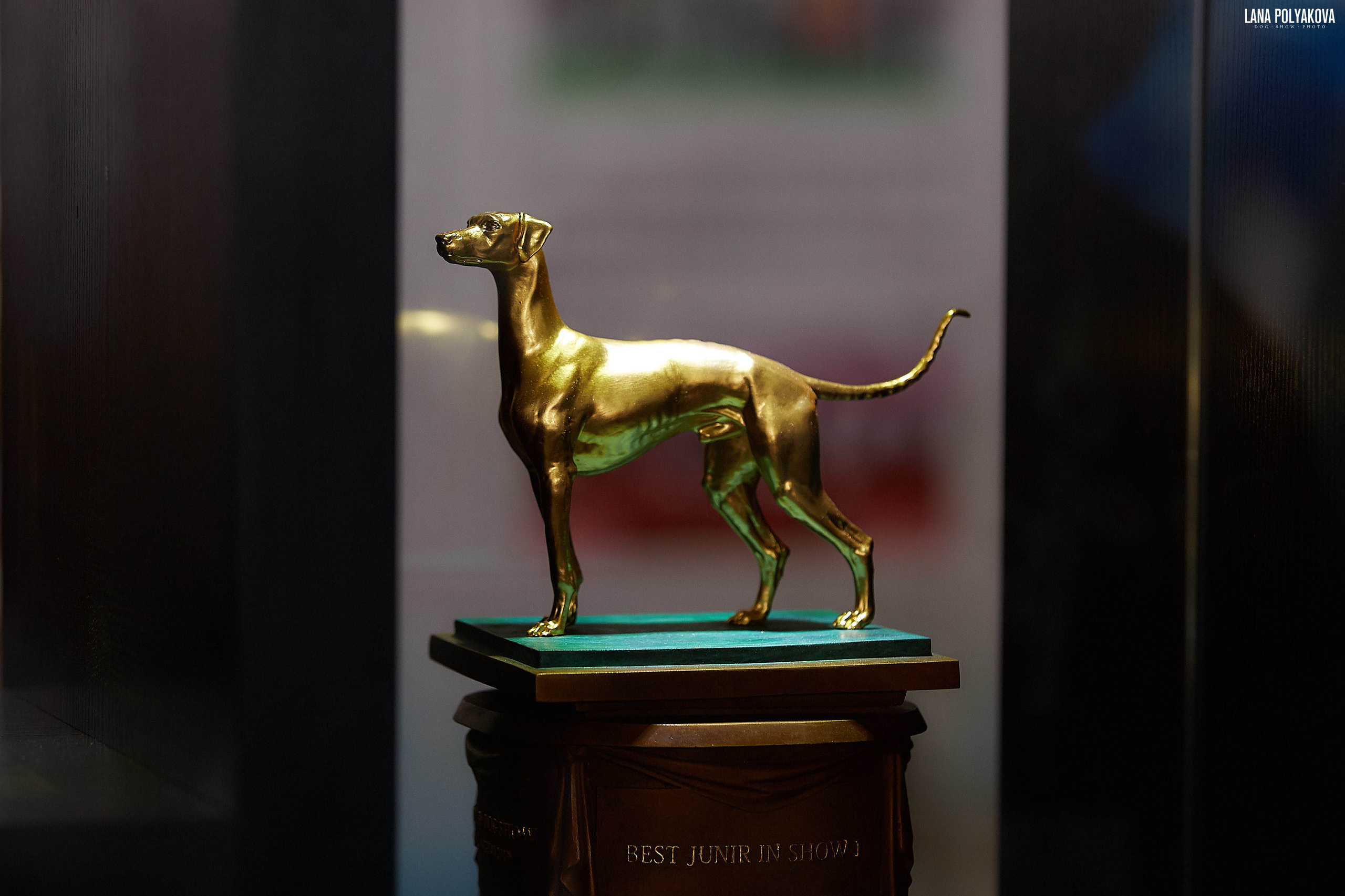 WDS 2019, China, Shanghai