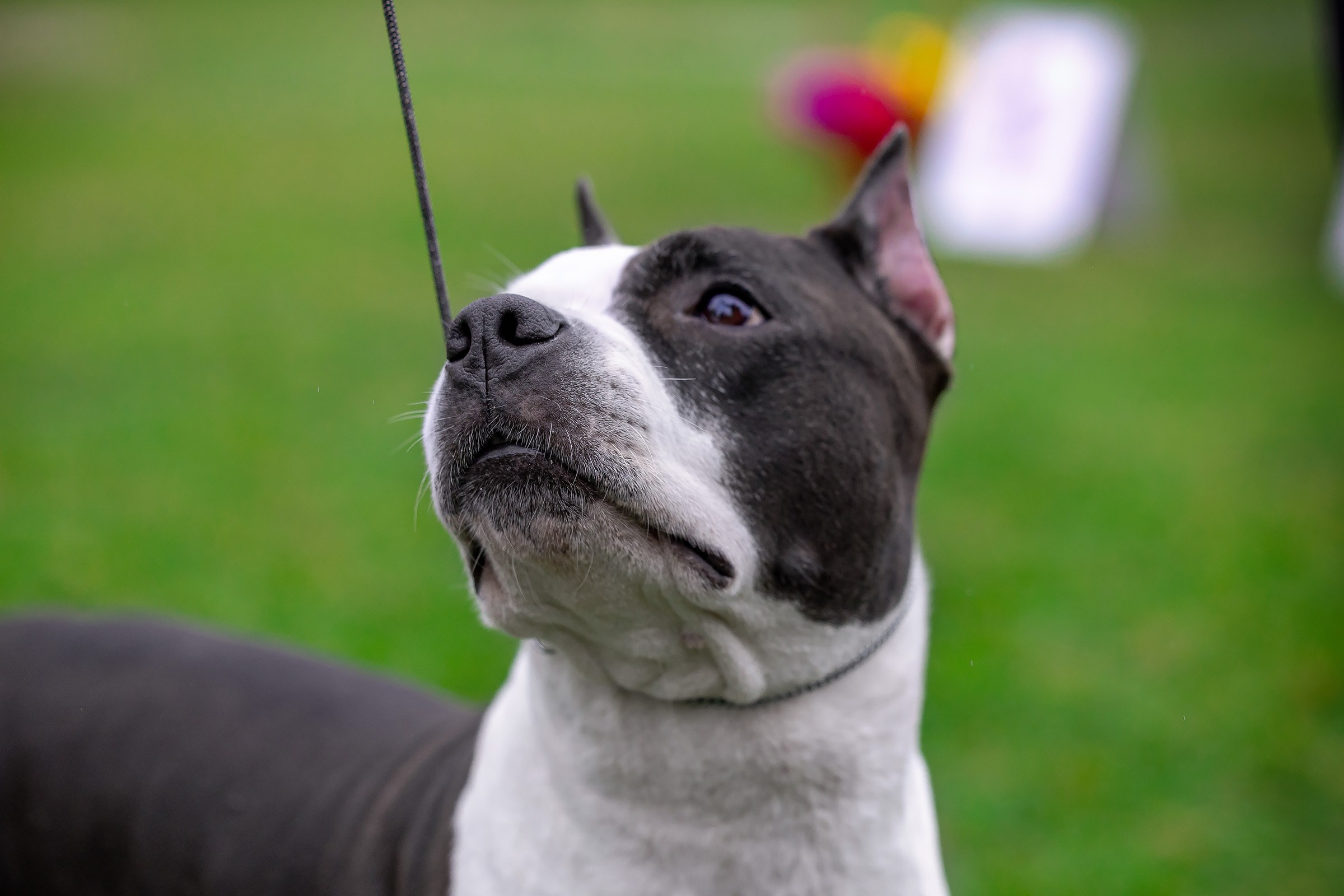 11 мая 2025, Выставка РКФ, г. Пермь. Htykk_photo