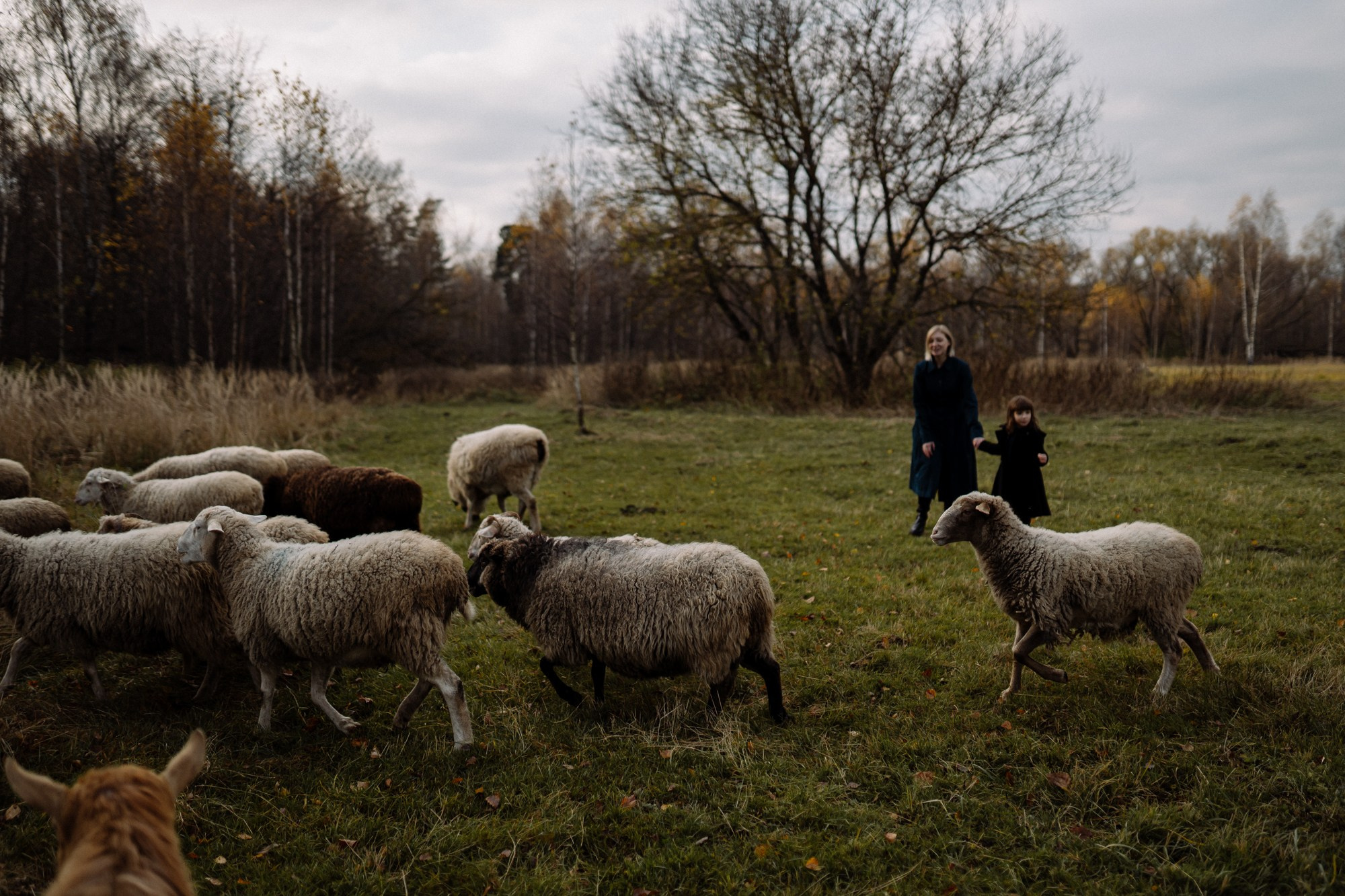 Овечки комарика. Андрейко Надежда