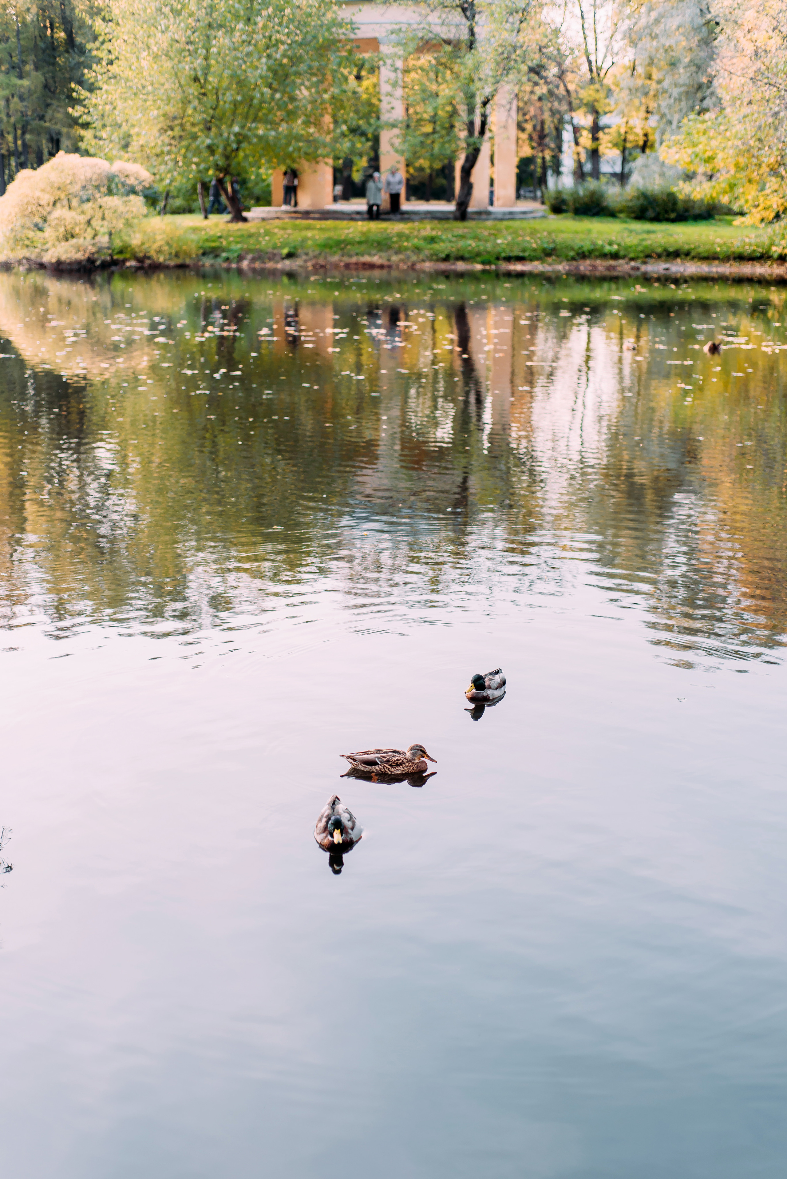 Лариса и Сергей. Осень. Детский и семейный фотограф Эльмира Веселова