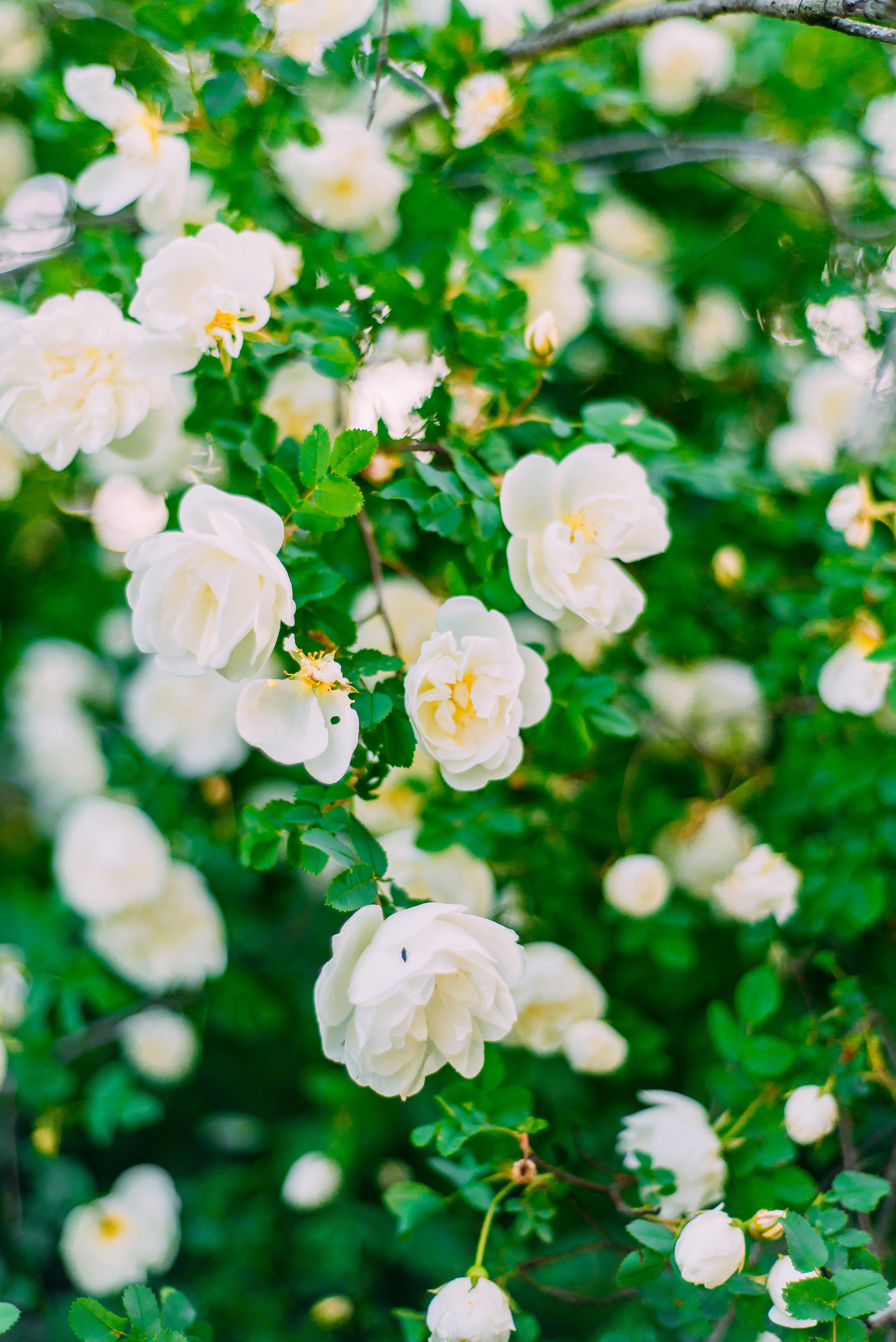 Лариса и Сергей. Лето. Детский и семейный фотограф Эльмира Веселова