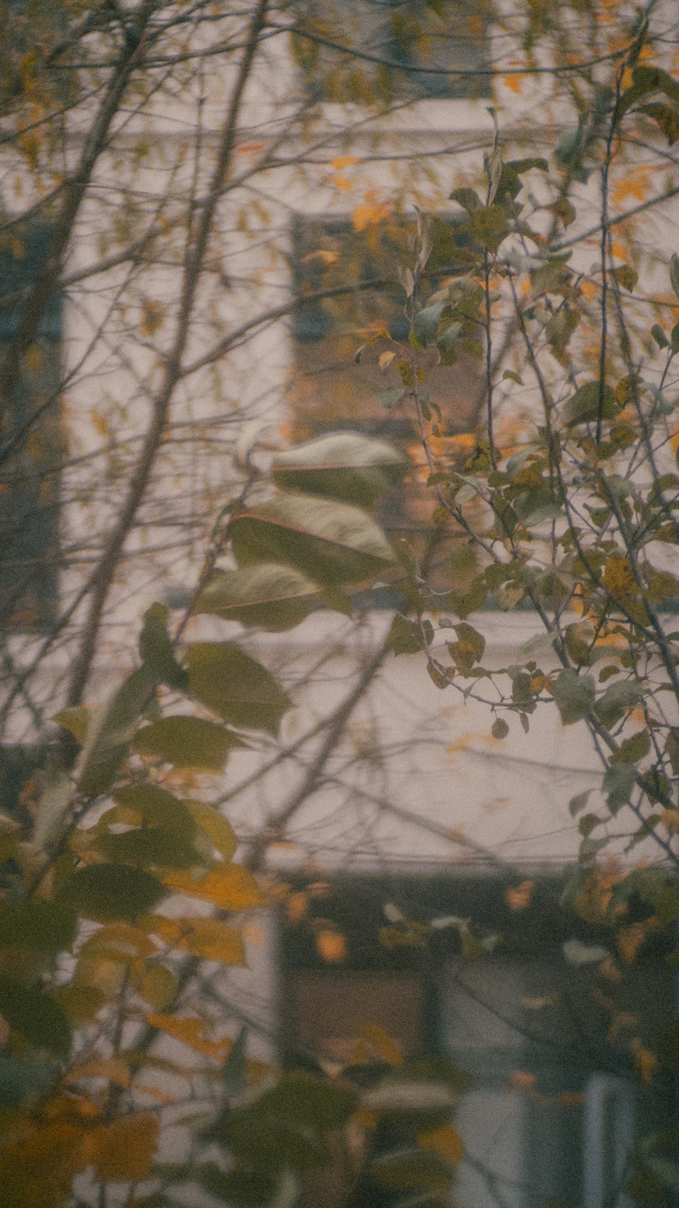 Autumn mood. MadGoose — Street photographer