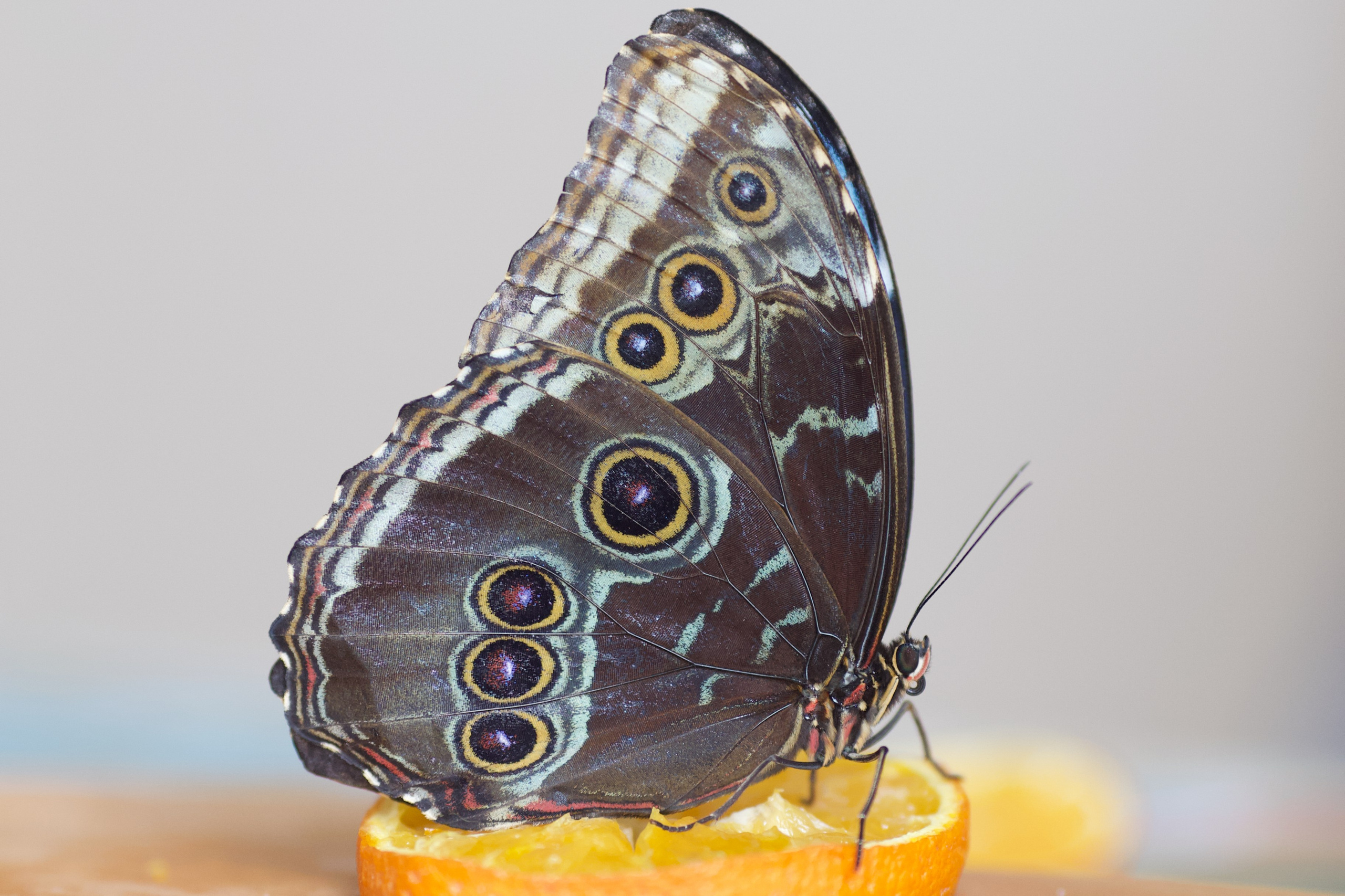 Чудесная природа. Школьные выпускные альбомы в Москве Марина Николаева