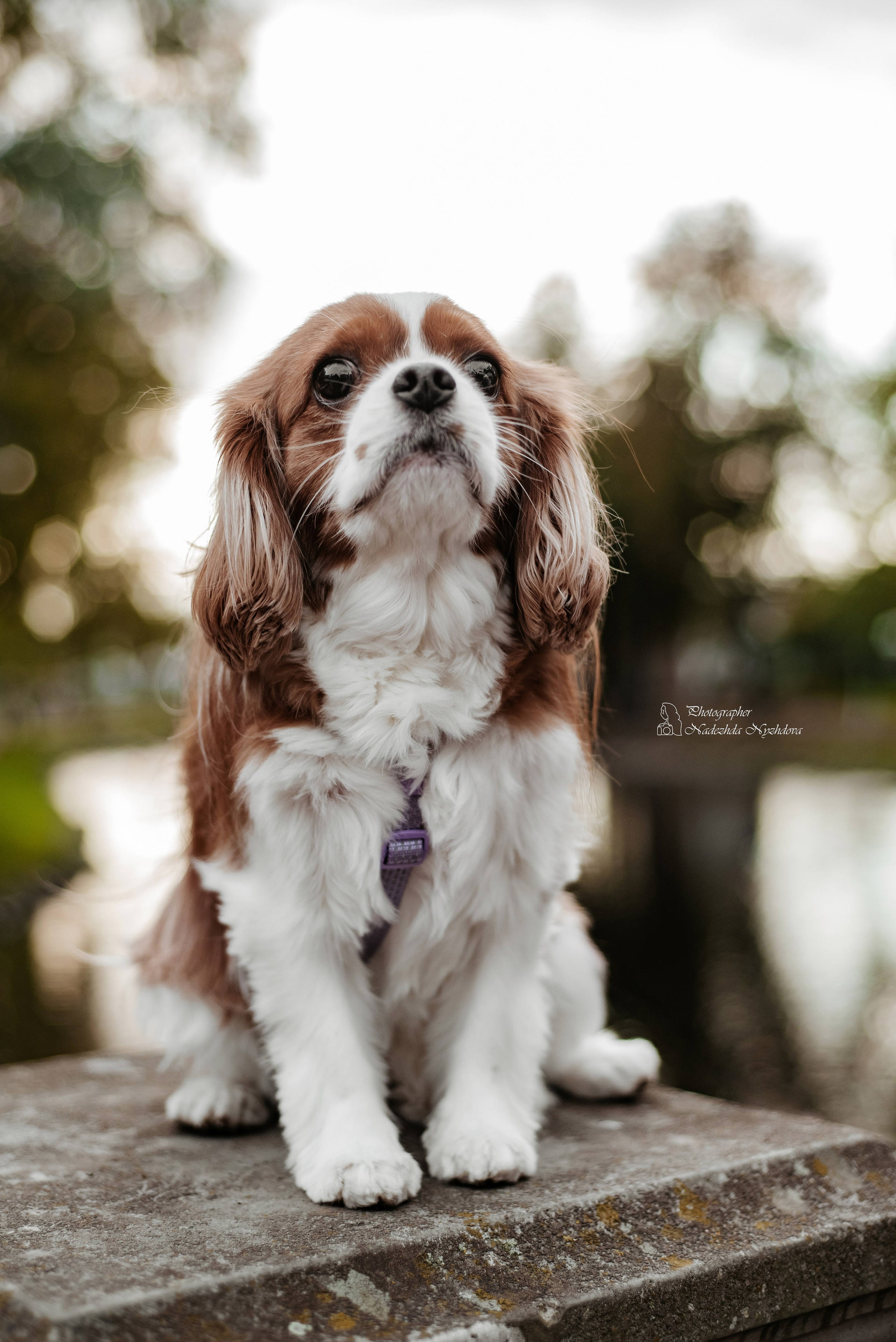 Осенняя прогулка с Каролиной, Владиславом и Асти ♡. Свадебный фотограф в Санкт-Петербурге Надежда Нуждова