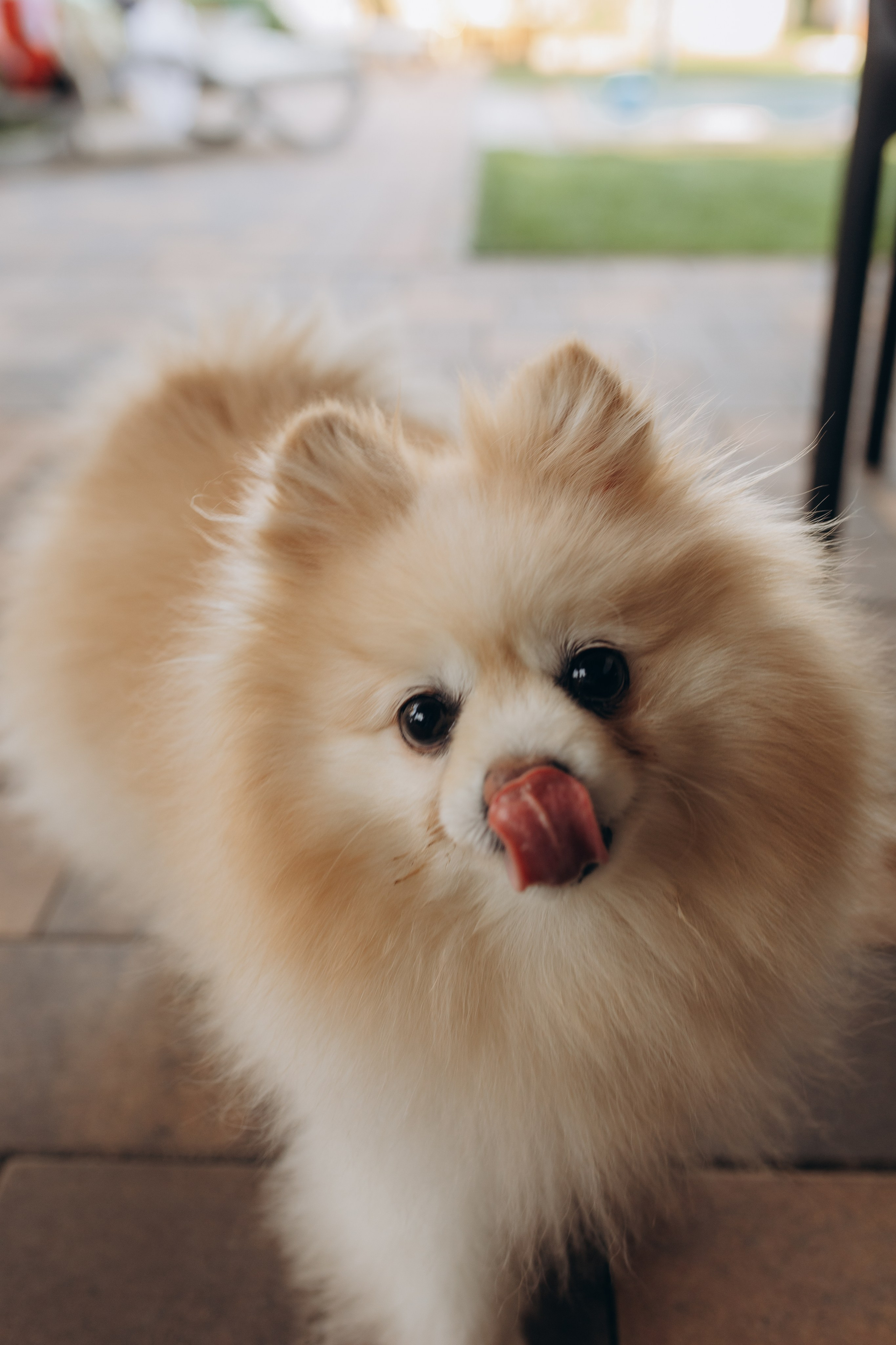 День Рождения. Виктория Белохвостикова