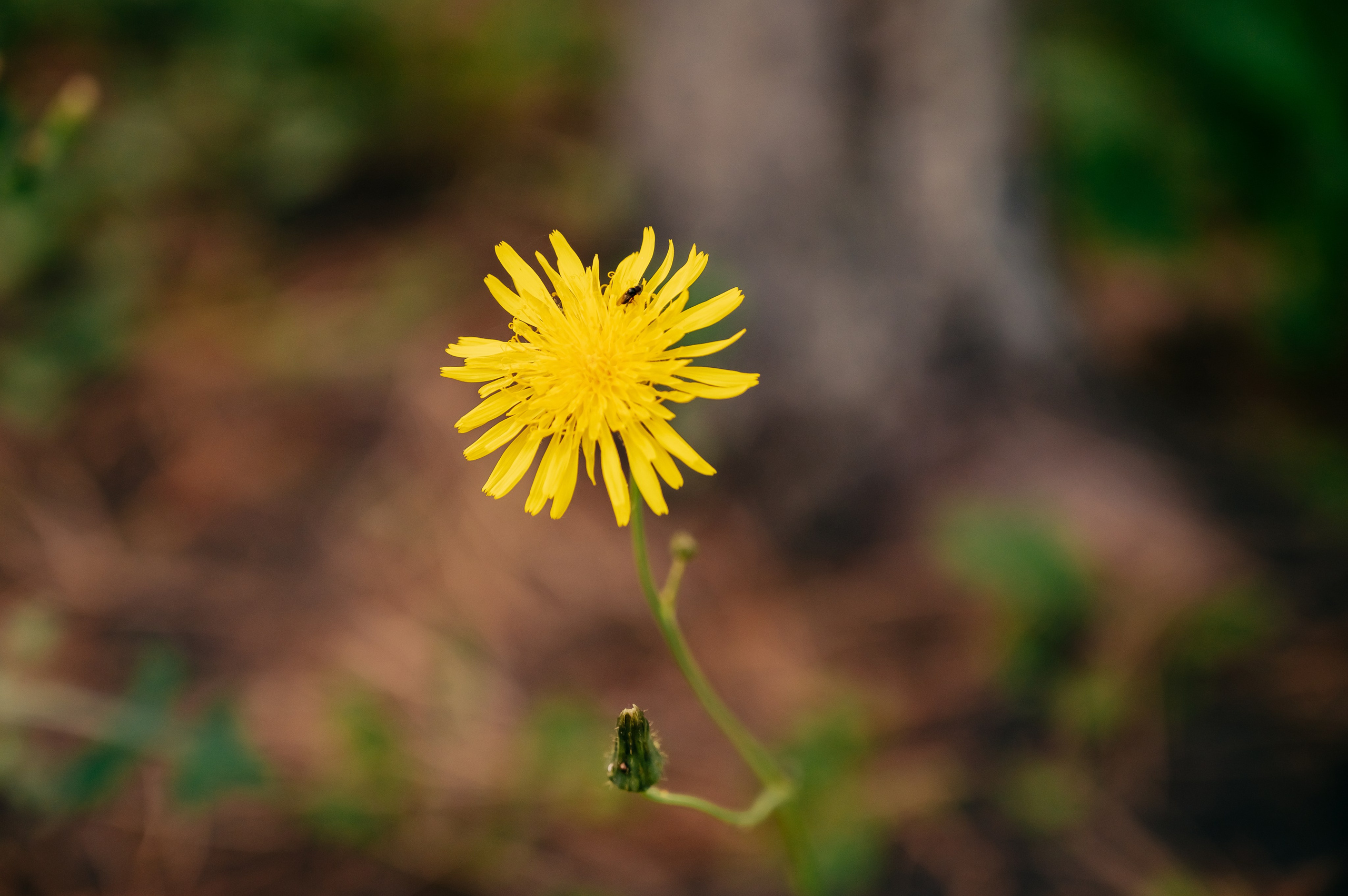 День Шахтёра в Парке Чудес 30.08.2025. Детский фотограф, семейный фотограф и репортажи в Кемерово