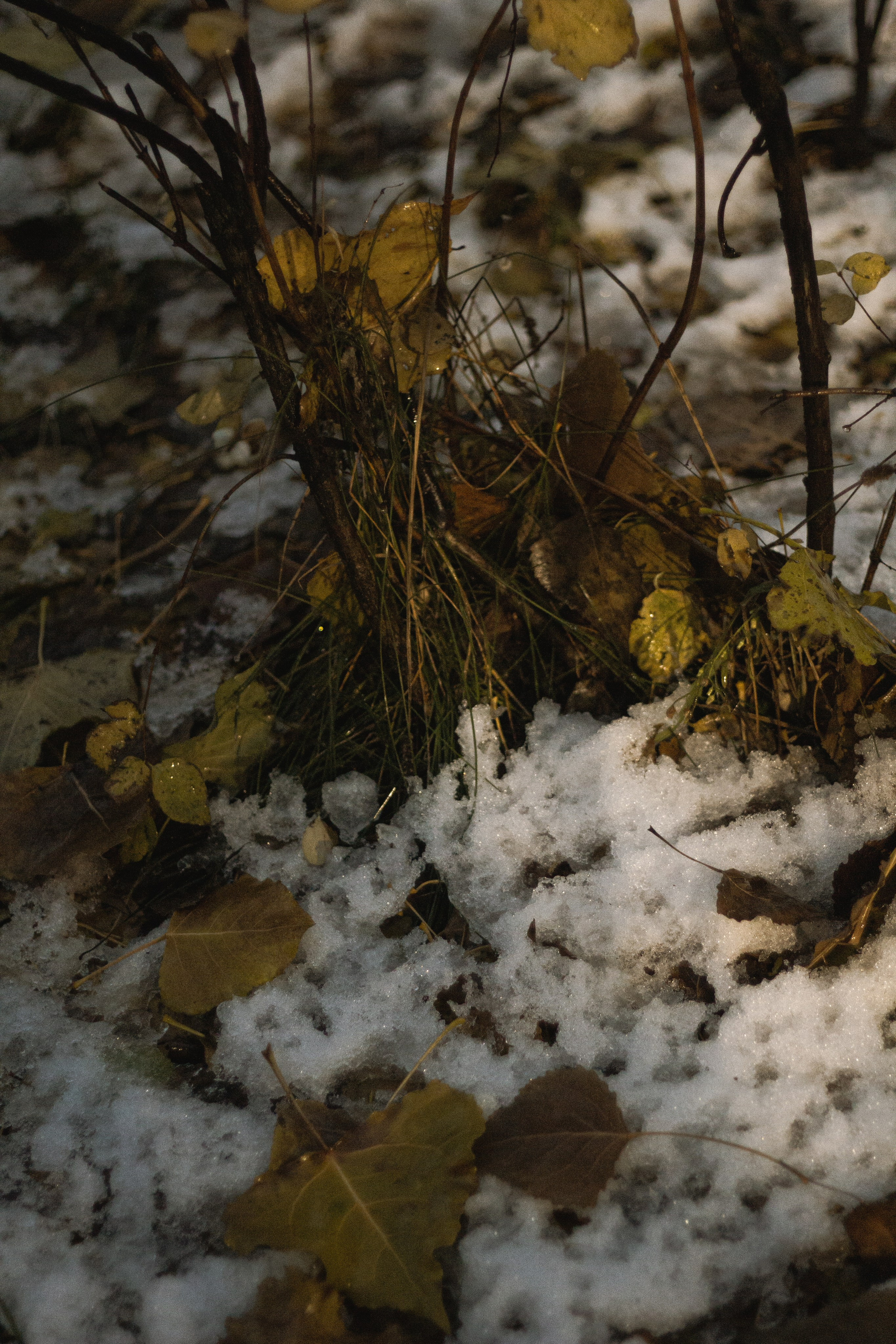 Осень-зима. Фотограф Москва, портрет, стрит, репортаж. Художественная фотосессия