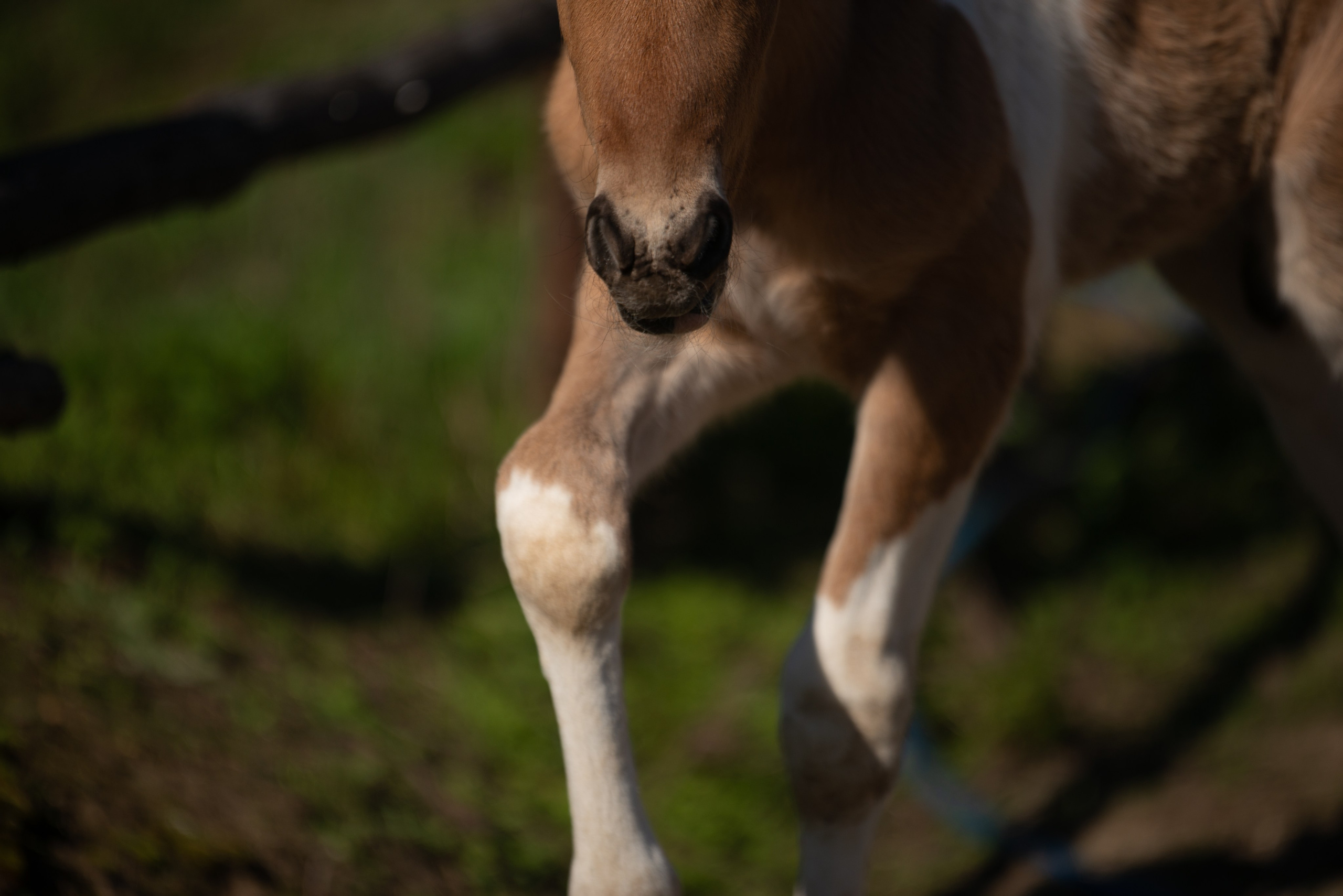 Жеребёнок Митяй. Конный фотограф в Саратове Юлия Иванова