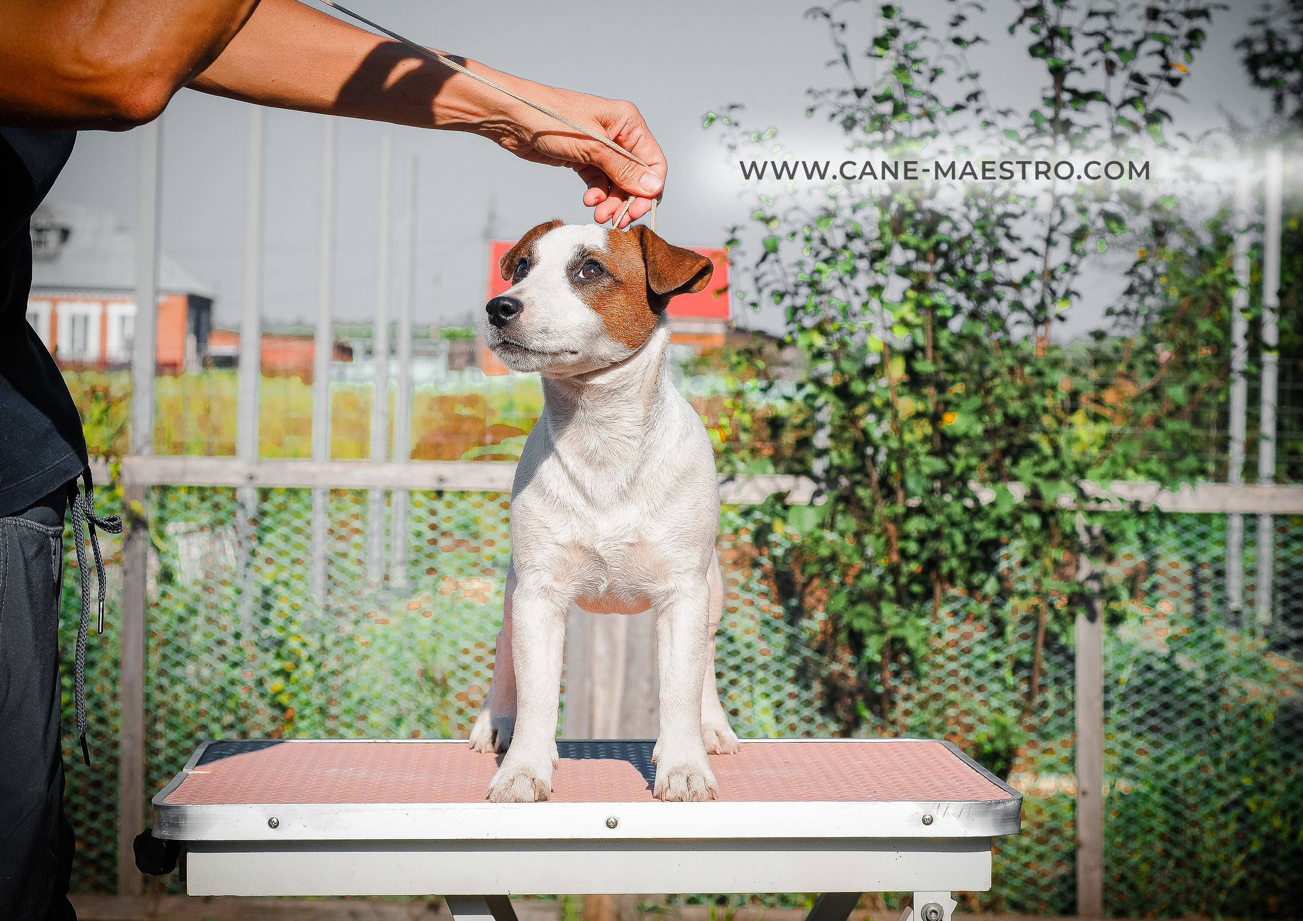 Щенок Джек-рассел-терьер. КМ ФЕРИТЕЙЛ. Гладкий джек рассел. Девочка№1. КАНЕ МАЭСТРО — питомник Джек рассел терьеров