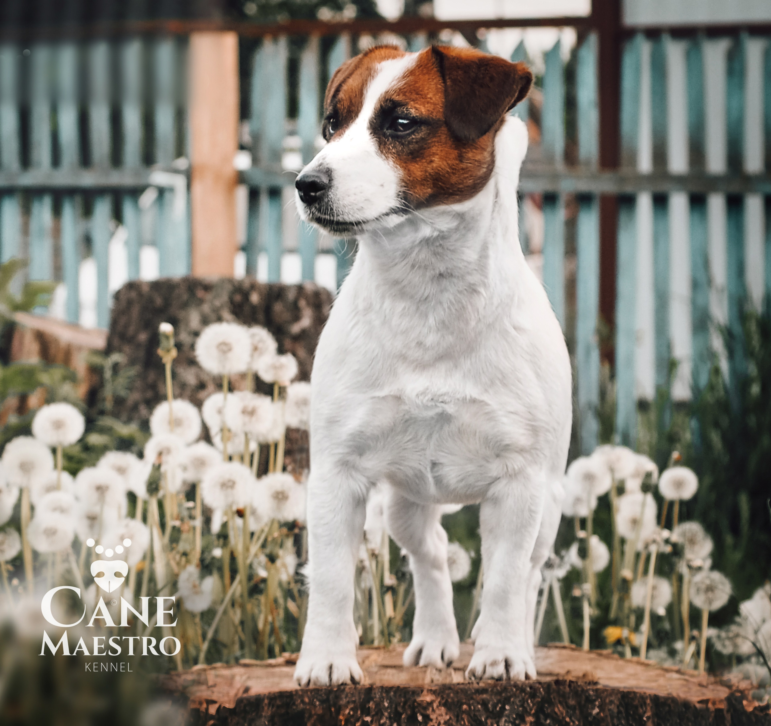 CANE MAESTRO ILANG-ILANG. CANE MAESTRO — kennel Jack Russell Terrier