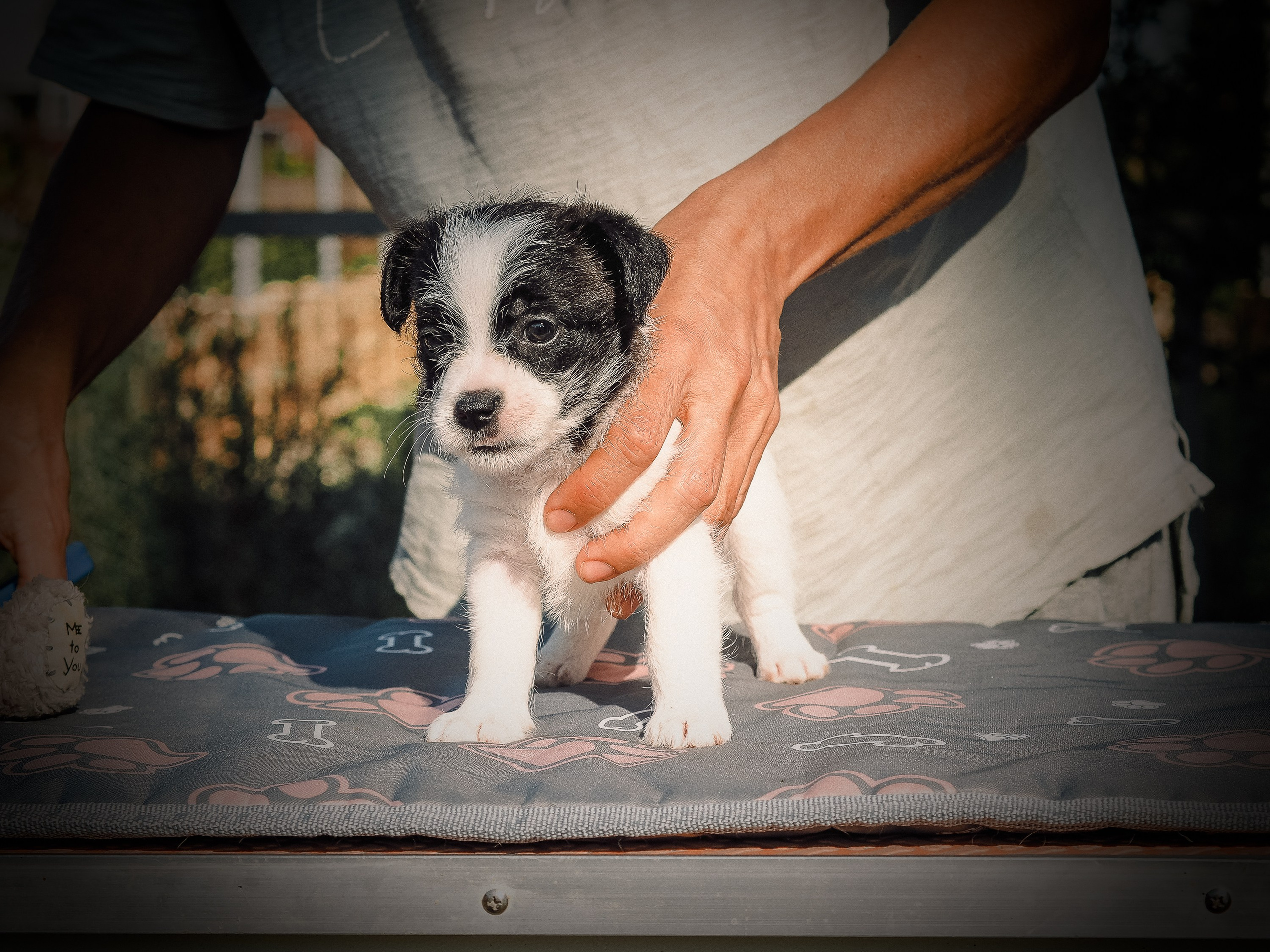 Бело-черная красавица джек-рассел-терьер. КАНЕ МАЭСТРО — питомник Джек рассел терьеров